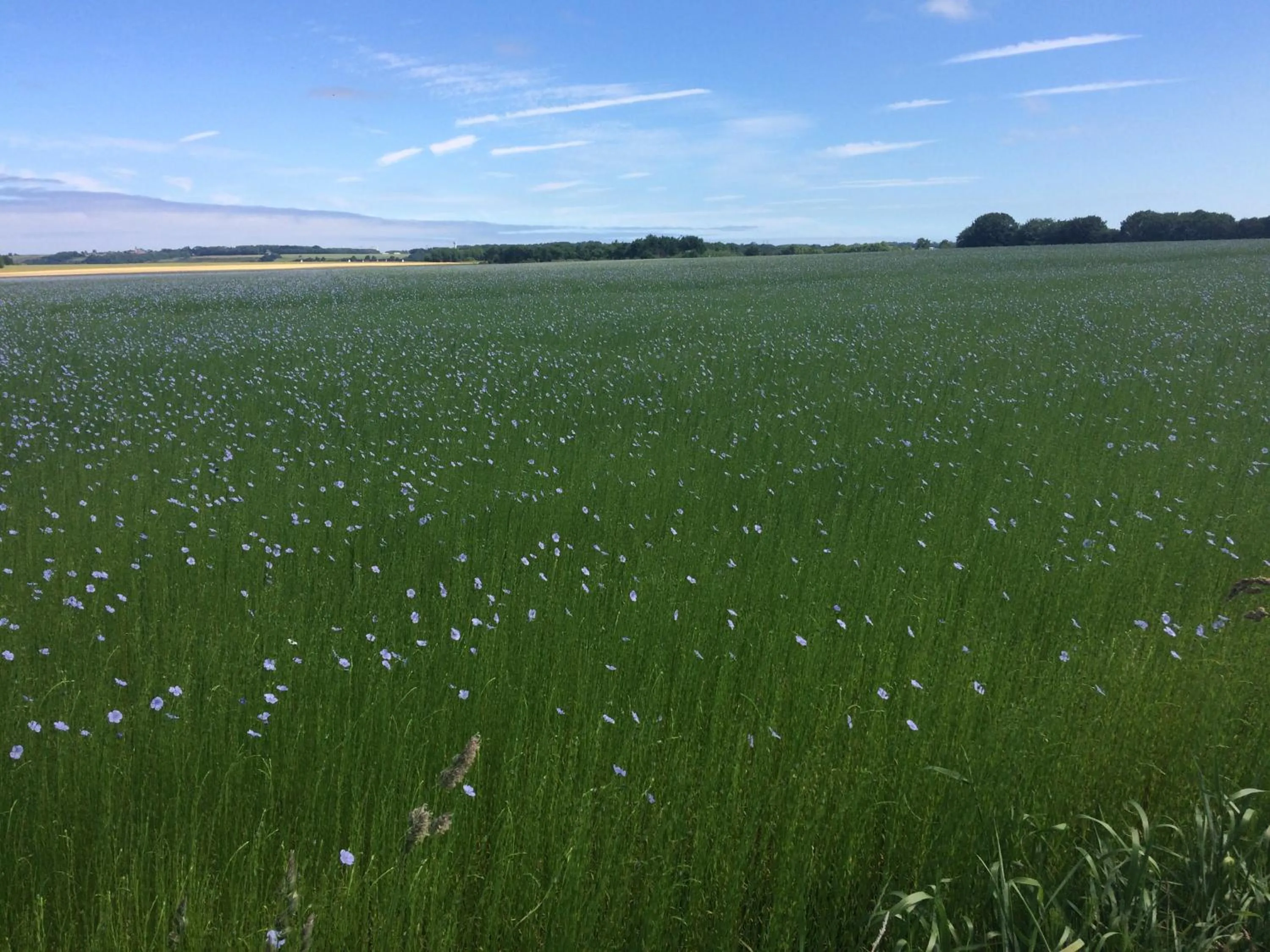 Chambre d'hôte El Dorado
