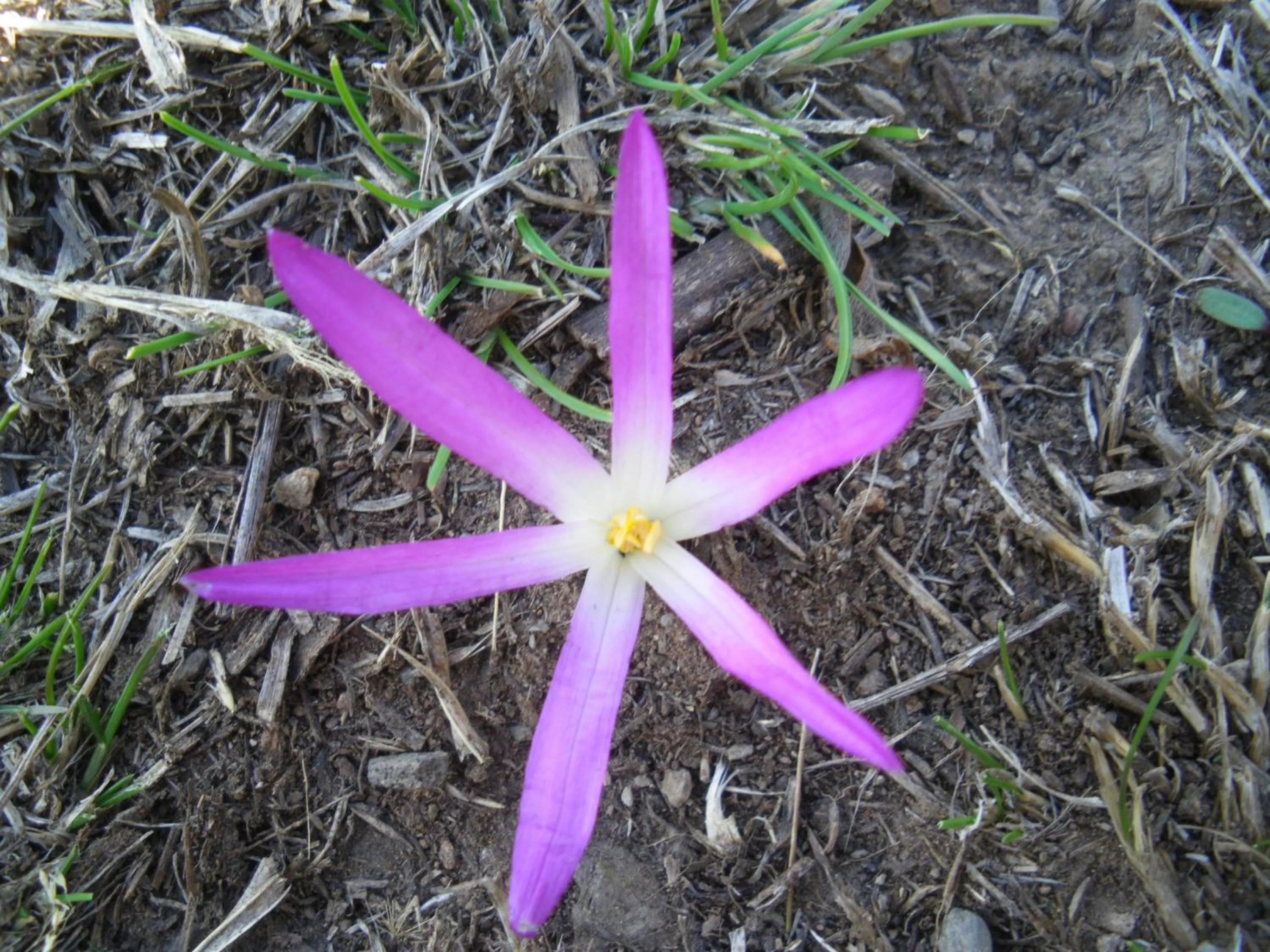Other in La Trucha del Arco Iris