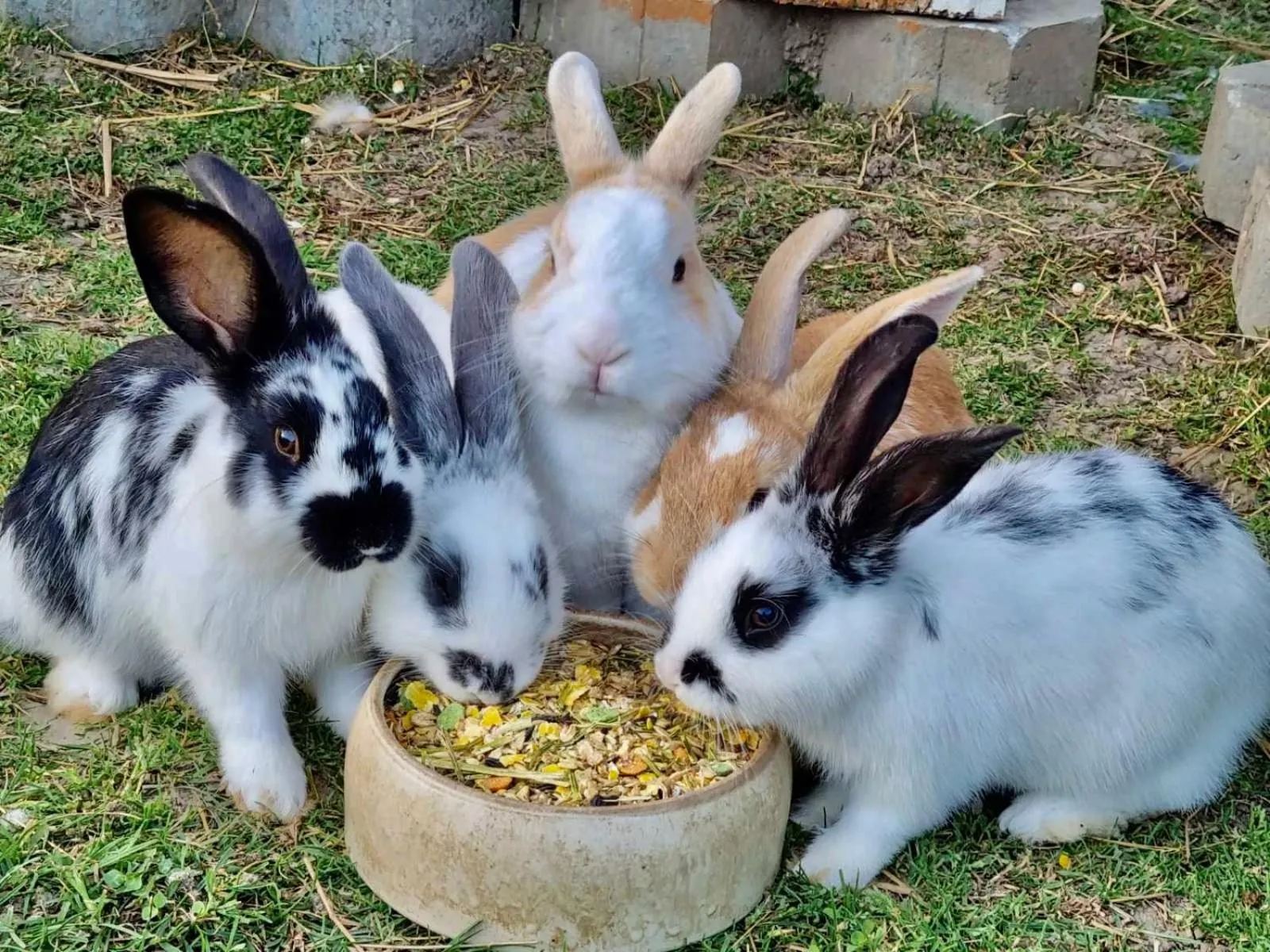 Animals in Ölmühle Eberstedt