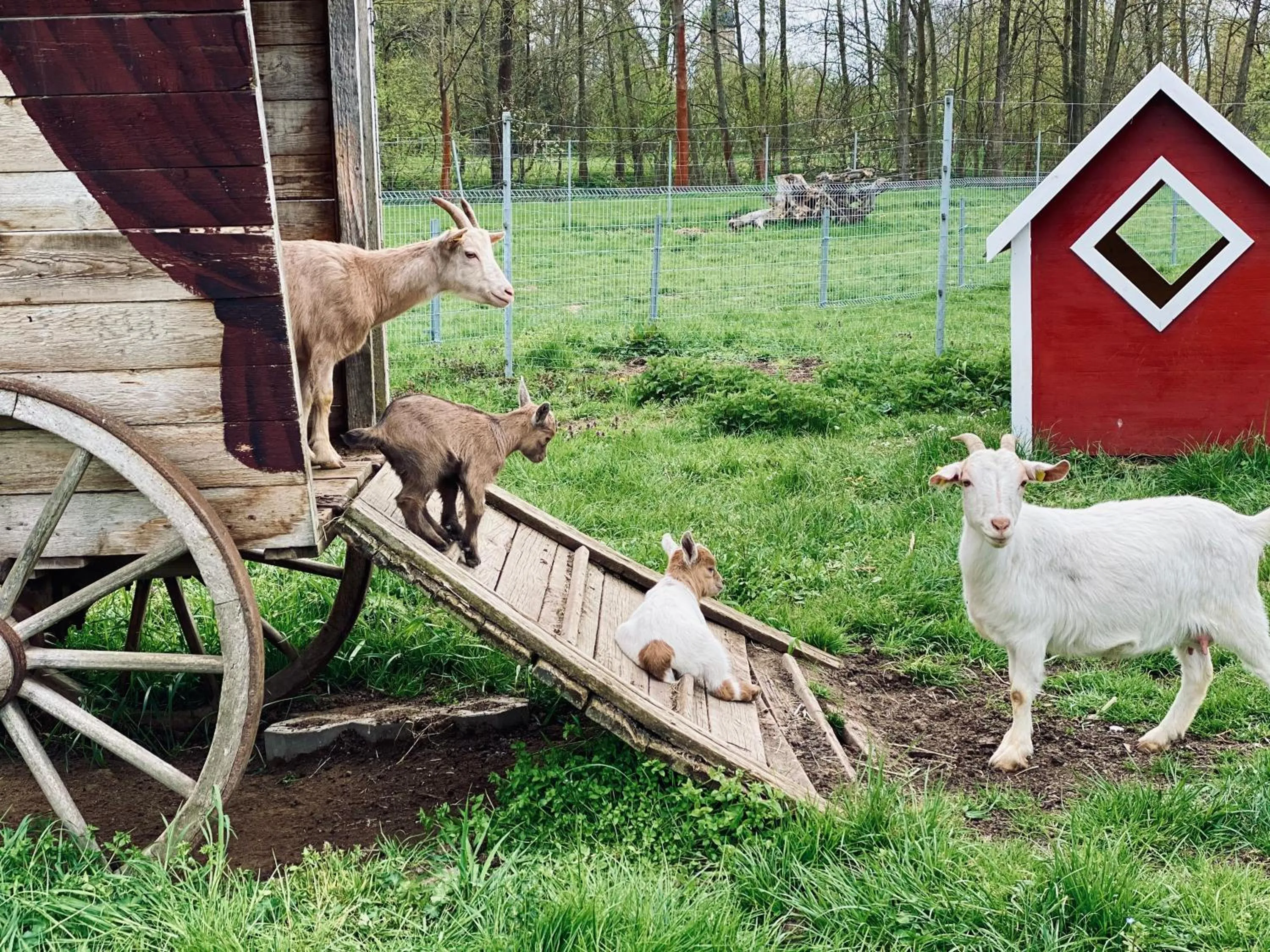 Animals in Ölmühle Eberstedt