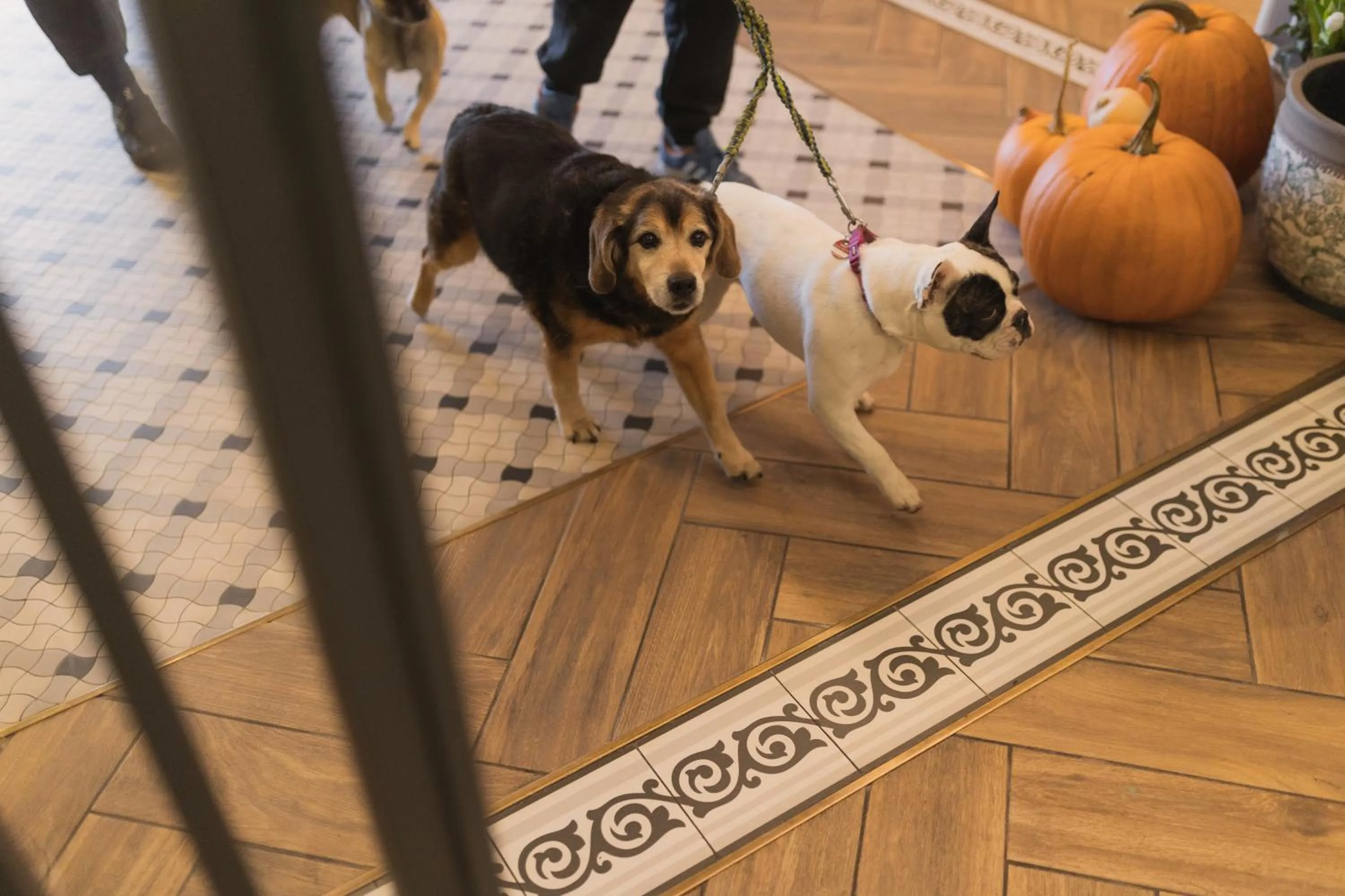 Pets in H Villa Herkules