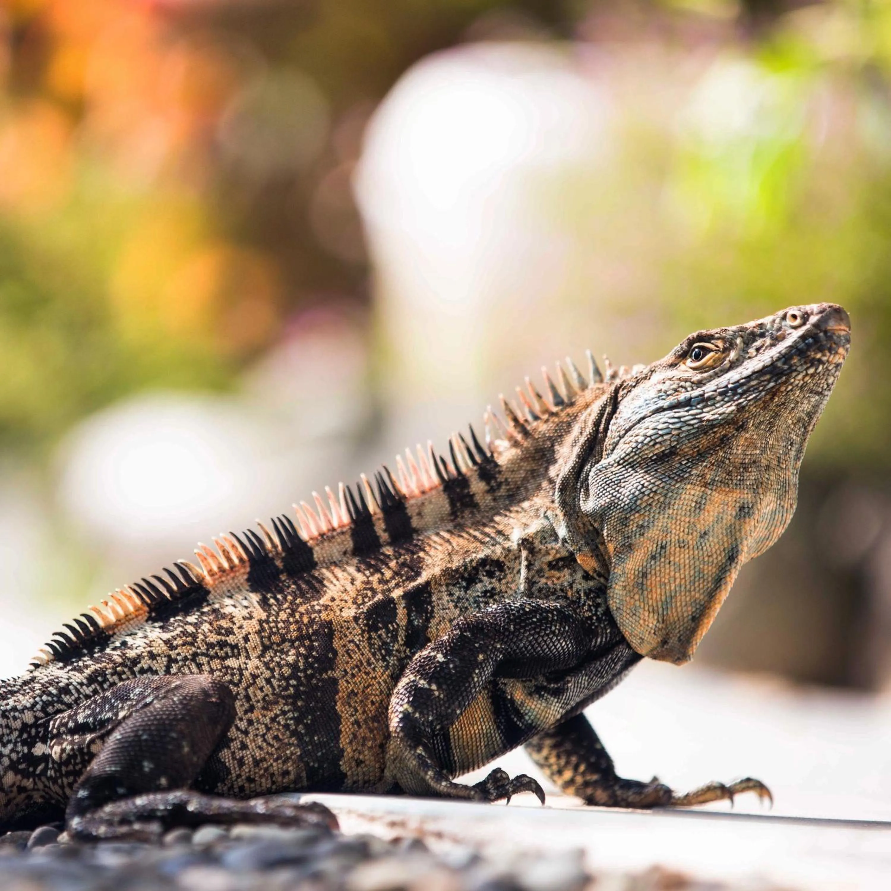 Animals in Hotel Clandestino beach resort
