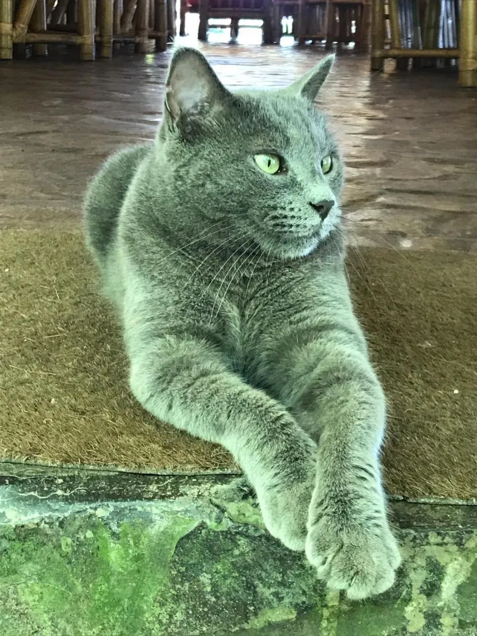 Pets in Hotel Clandestino beach resort