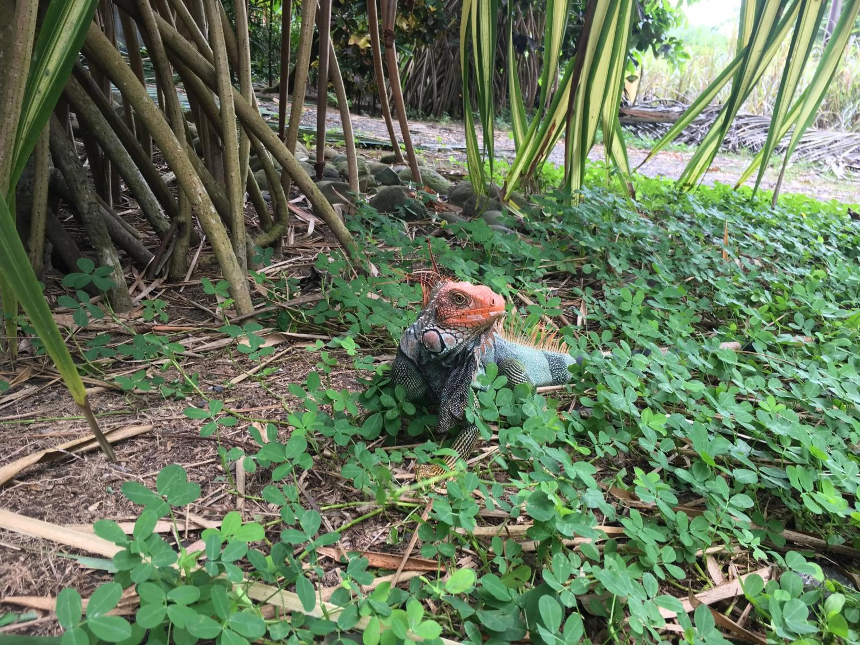 Day in Hotel Clandestino beach resort