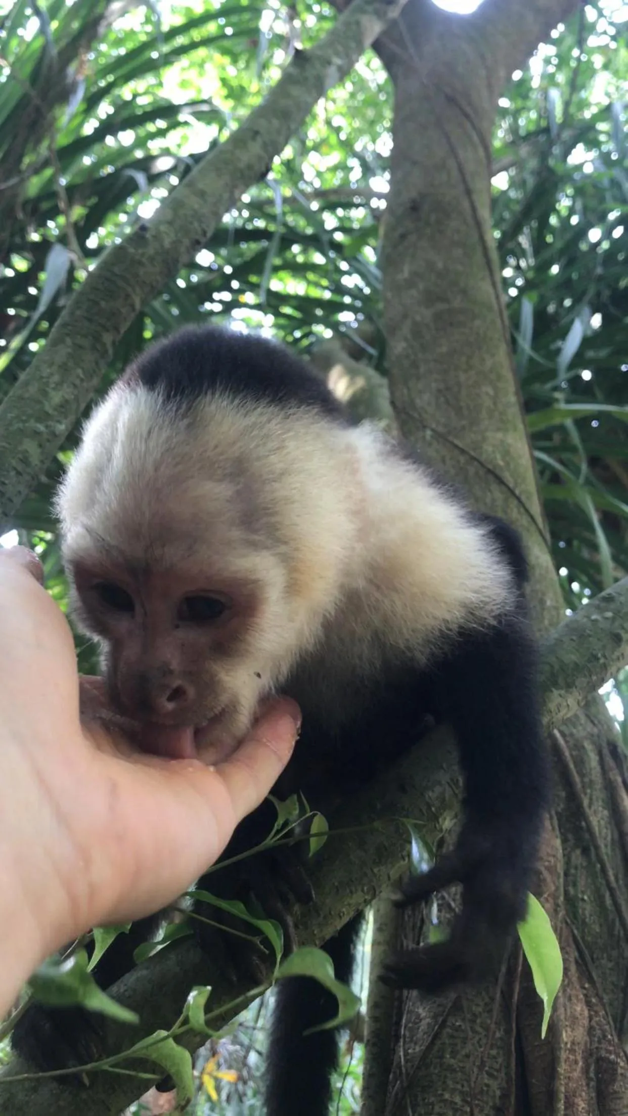 Garden in Hotel Clandestino beach resort