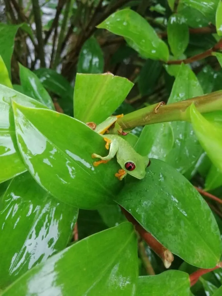 Garden in Hotel Clandestino beach resort