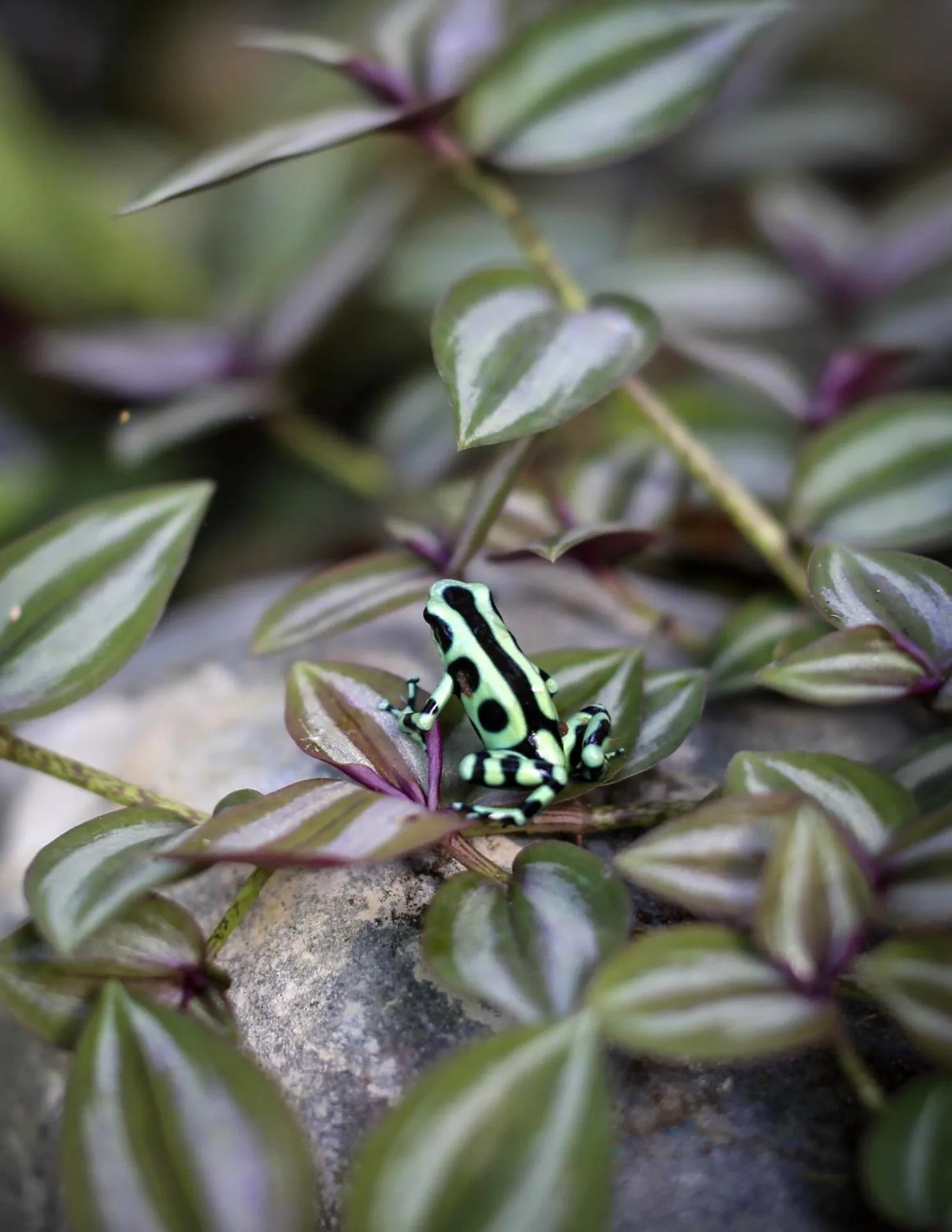 Natural landscape in Hotel Clandestino beach resort
