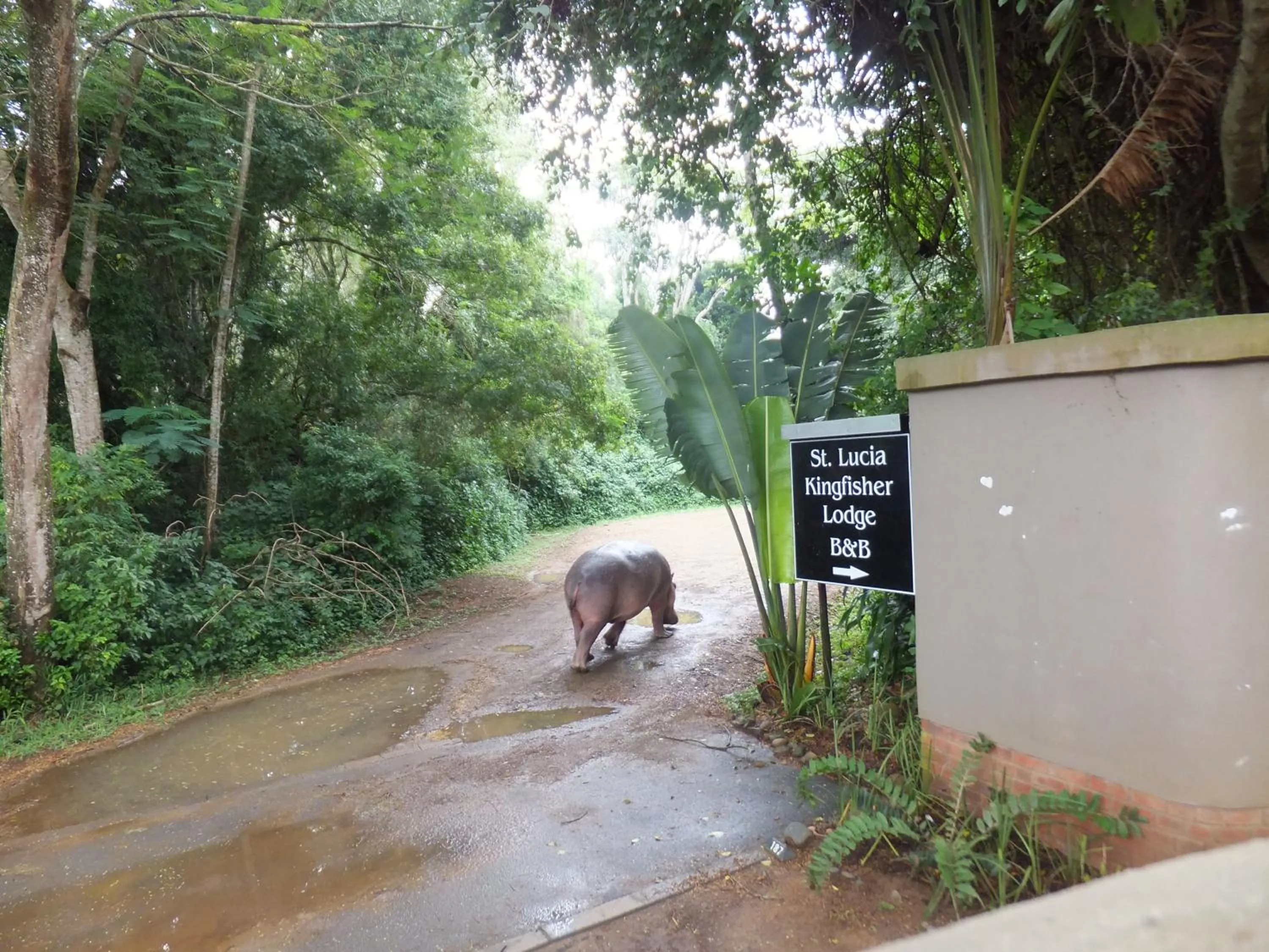 Animals in St Lucia Kingfisher Lodge