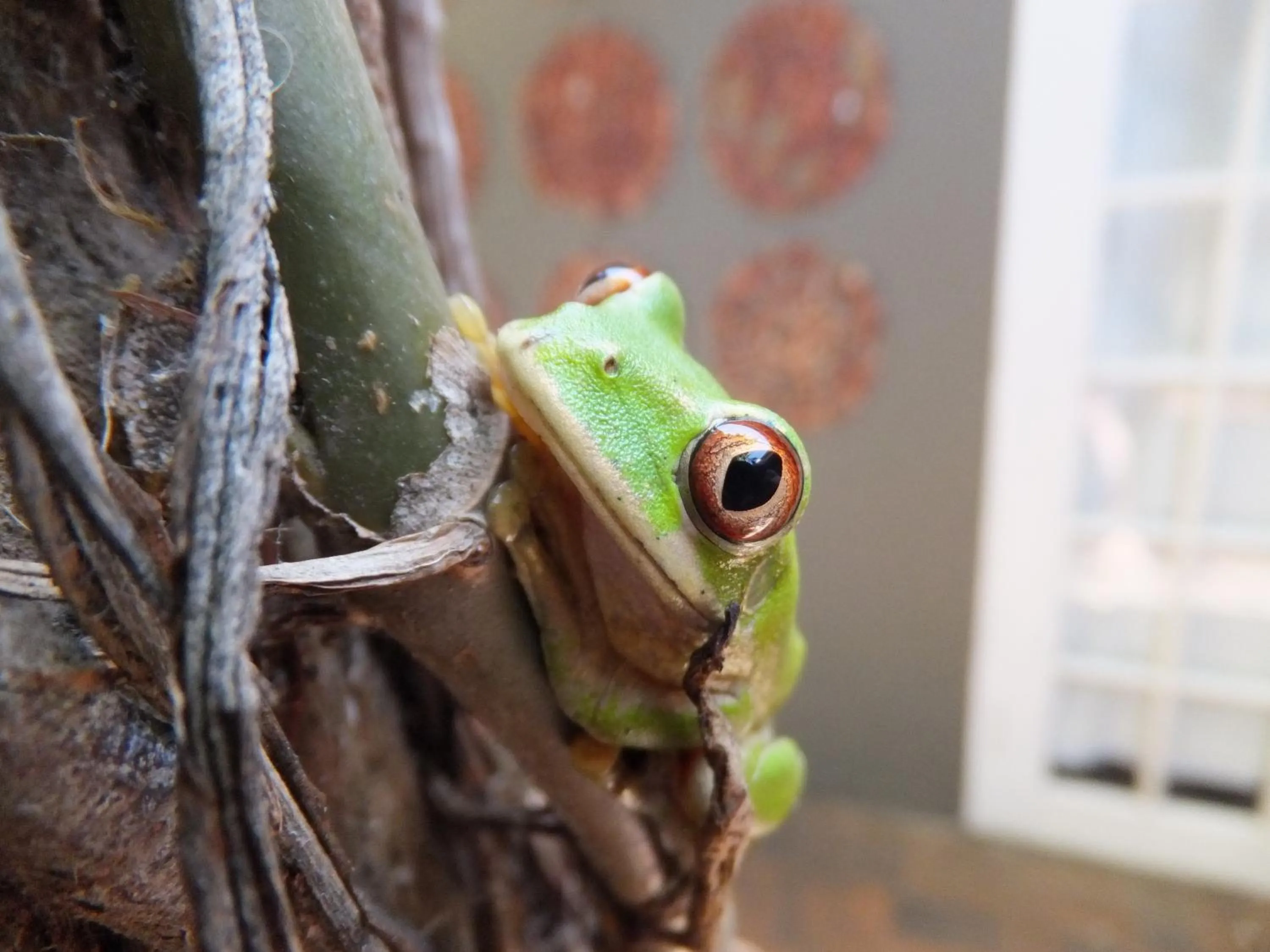 Animals in St Lucia Kingfisher Lodge