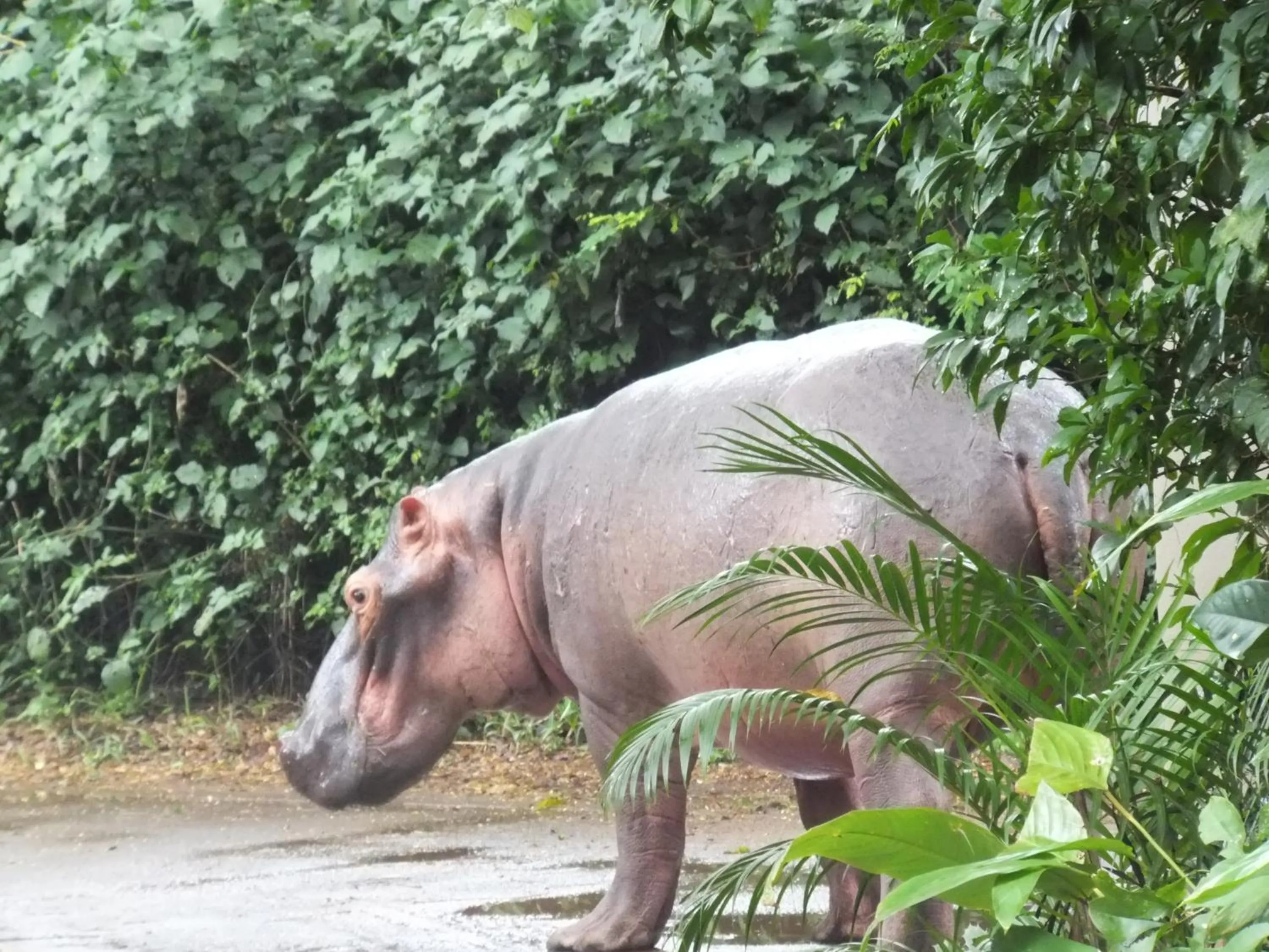 Animals in St Lucia Kingfisher Lodge