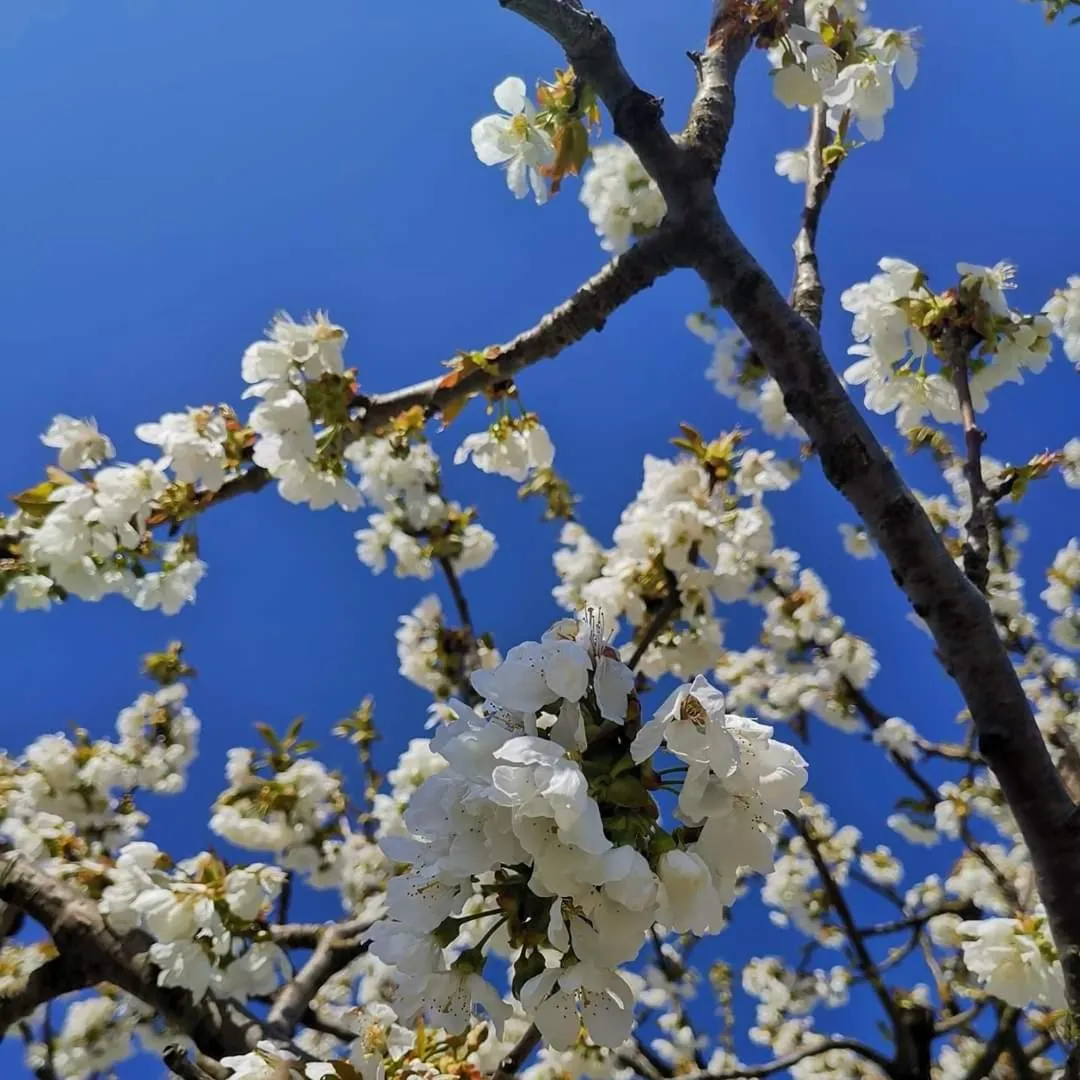 Cascina Valtignosa Camere Con Vigna