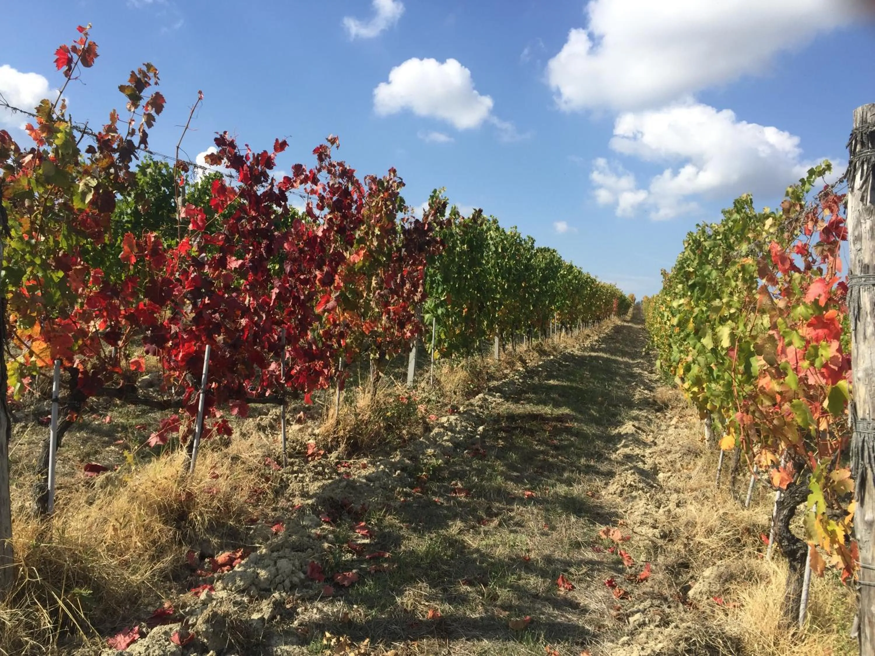 Cascina Valtignosa Camere Con Vigna