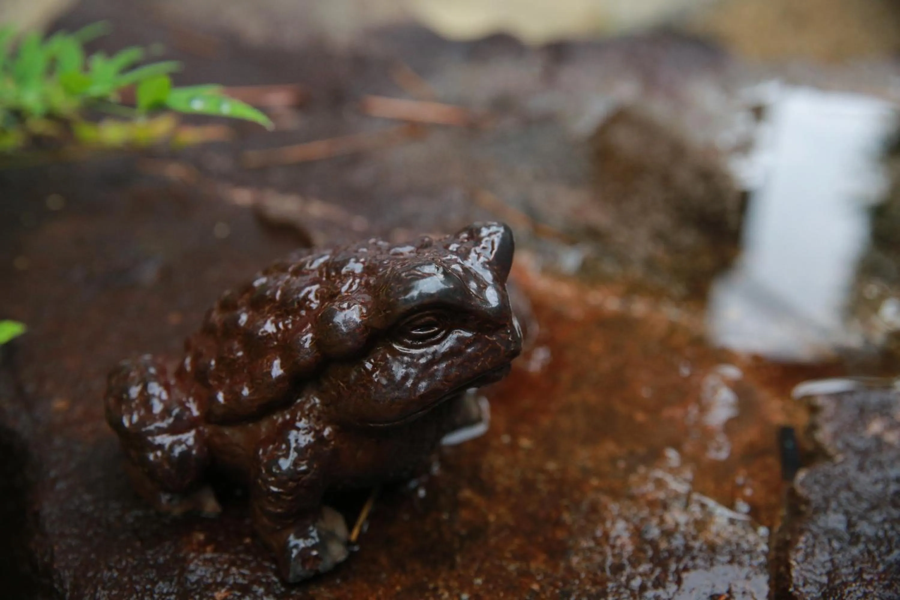 Animals in Yuzan Guesthouse