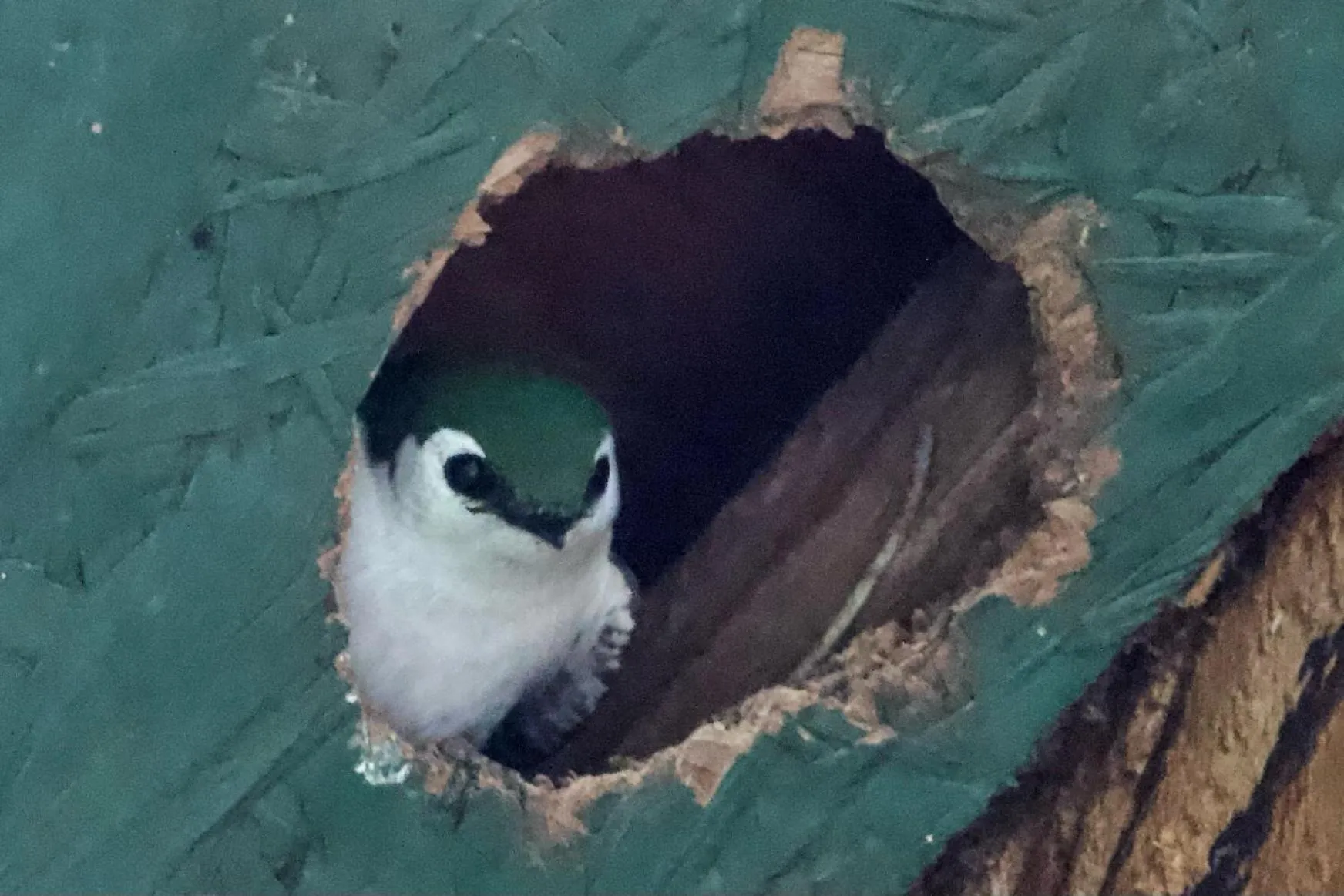 Animals in Cedar Song B&B