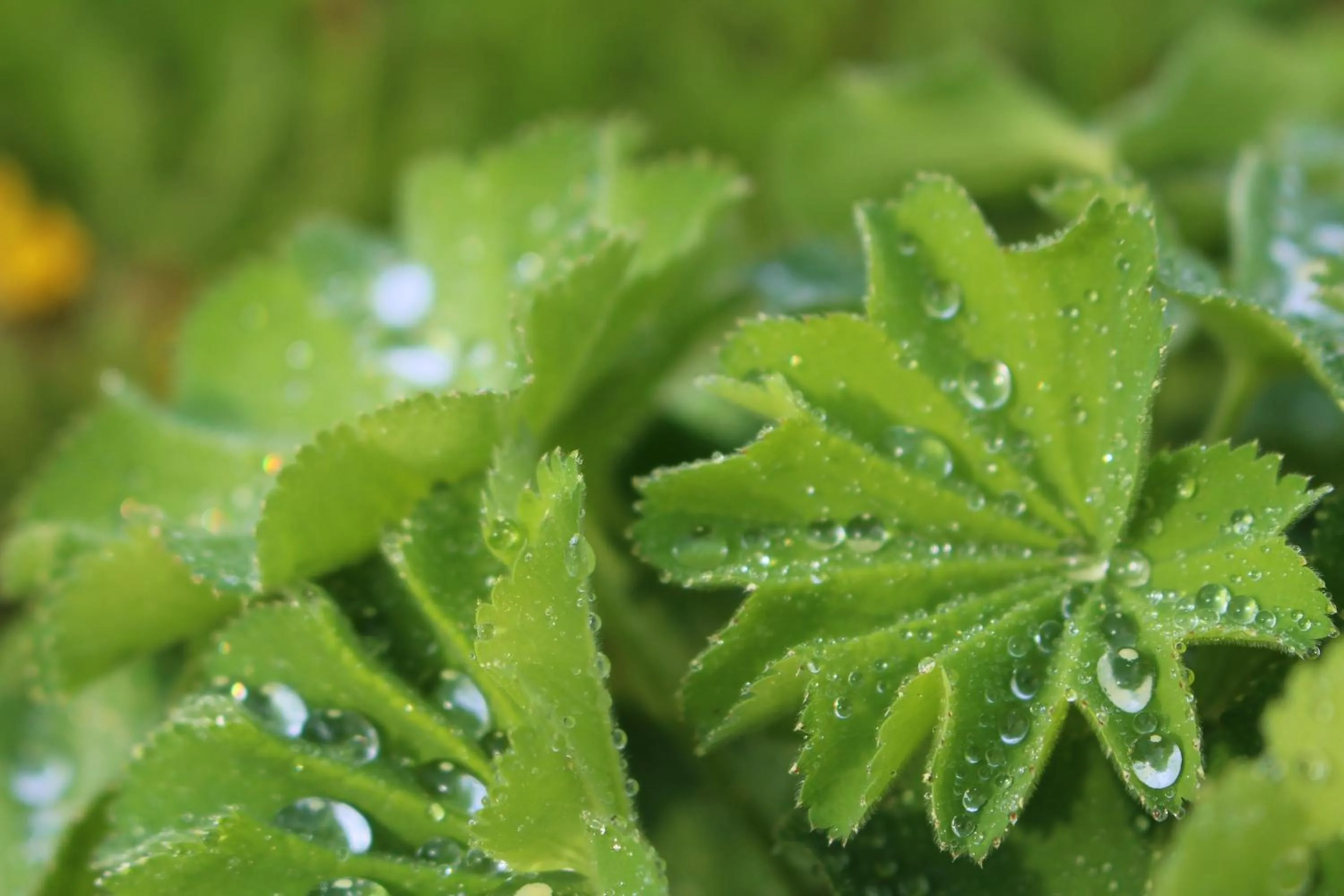 Other in Langs Wirtshaus