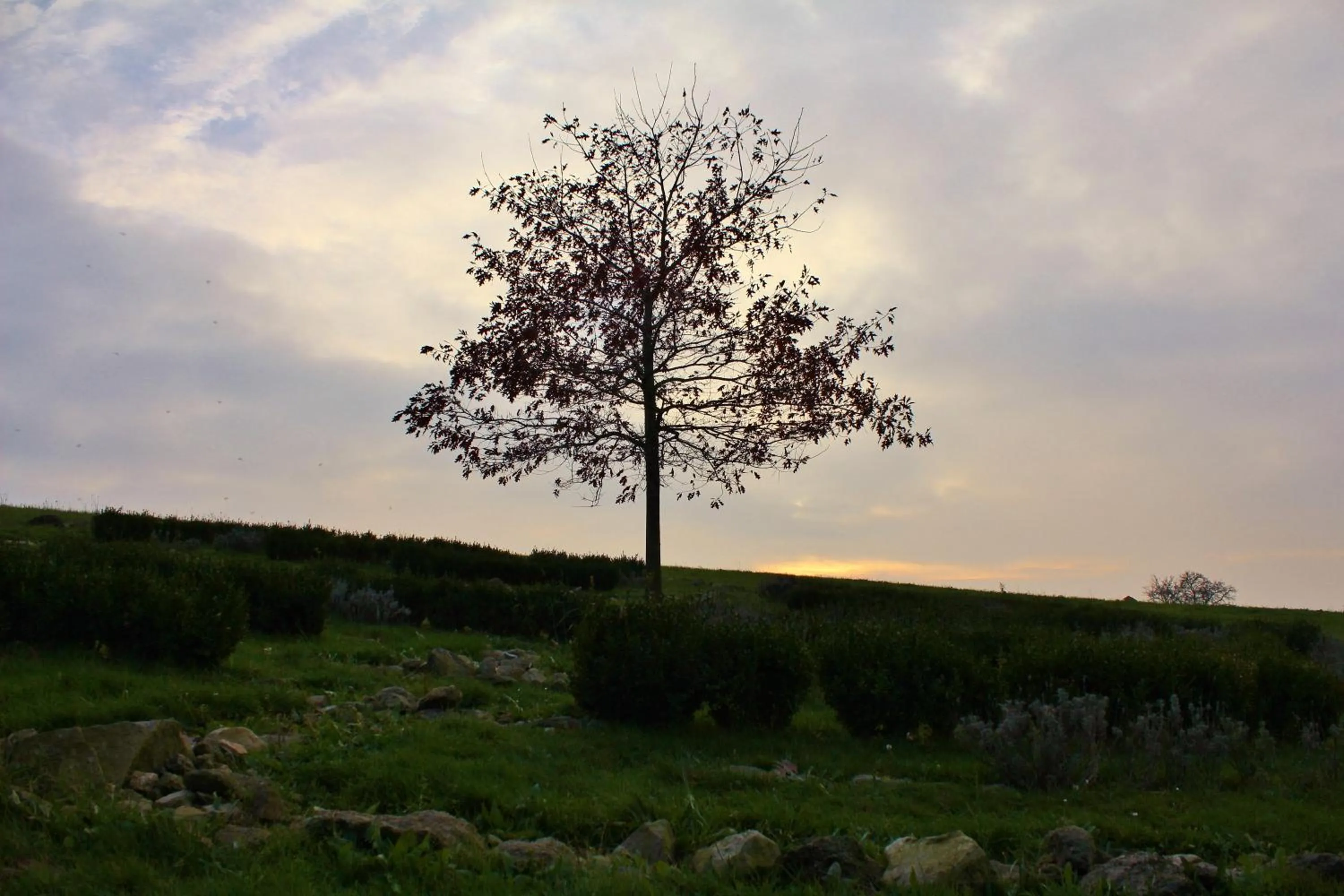Garden in Langs Wirtshaus