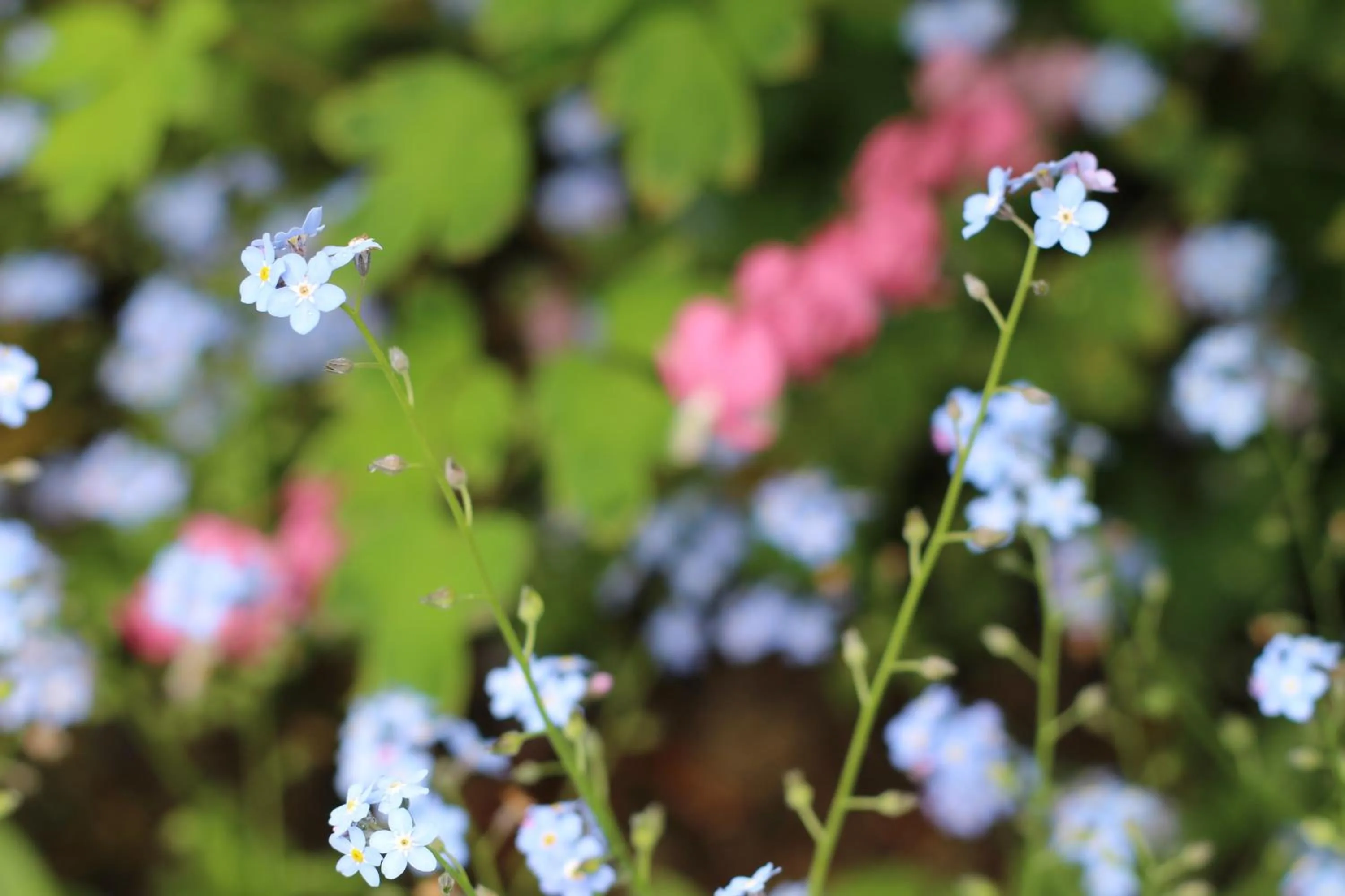 Natural landscape in Langs Wirtshaus