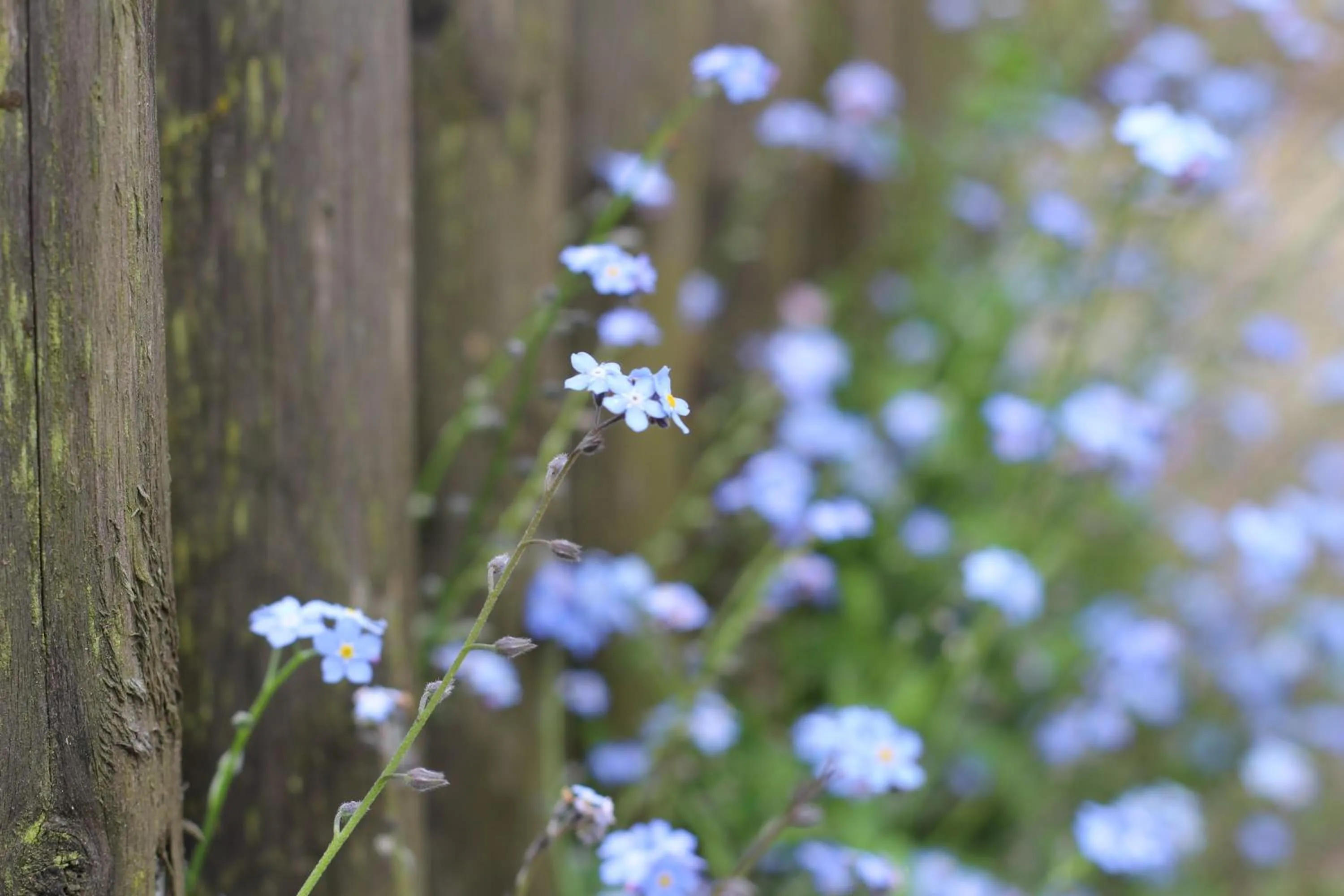 Natural landscape in Langs Wirtshaus