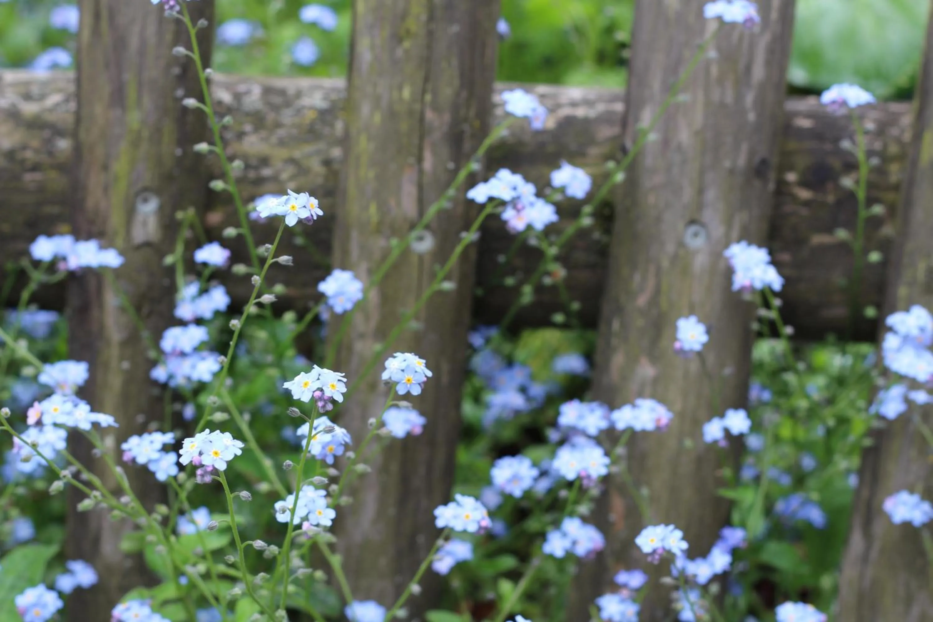 Natural landscape in Langs Wirtshaus