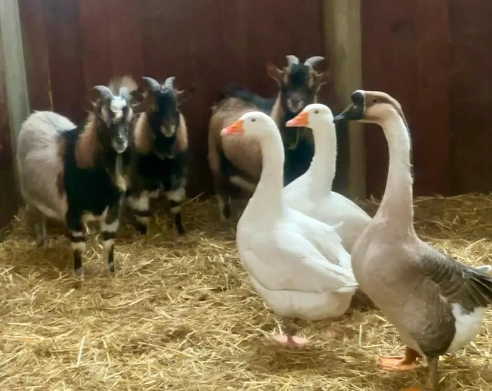 Agriturismo Il Boschetto