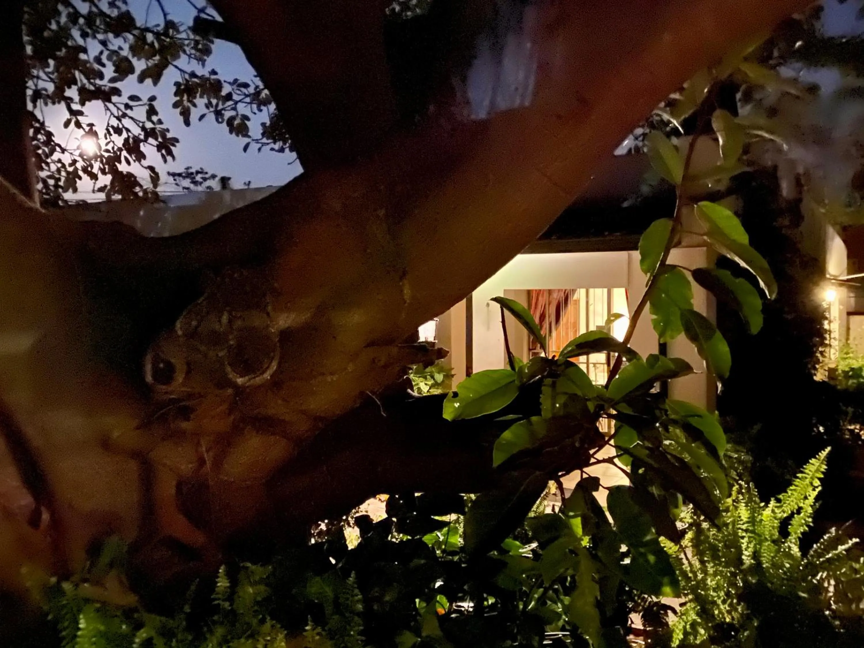 Garden in La Bella B&B Under The Fig Tree