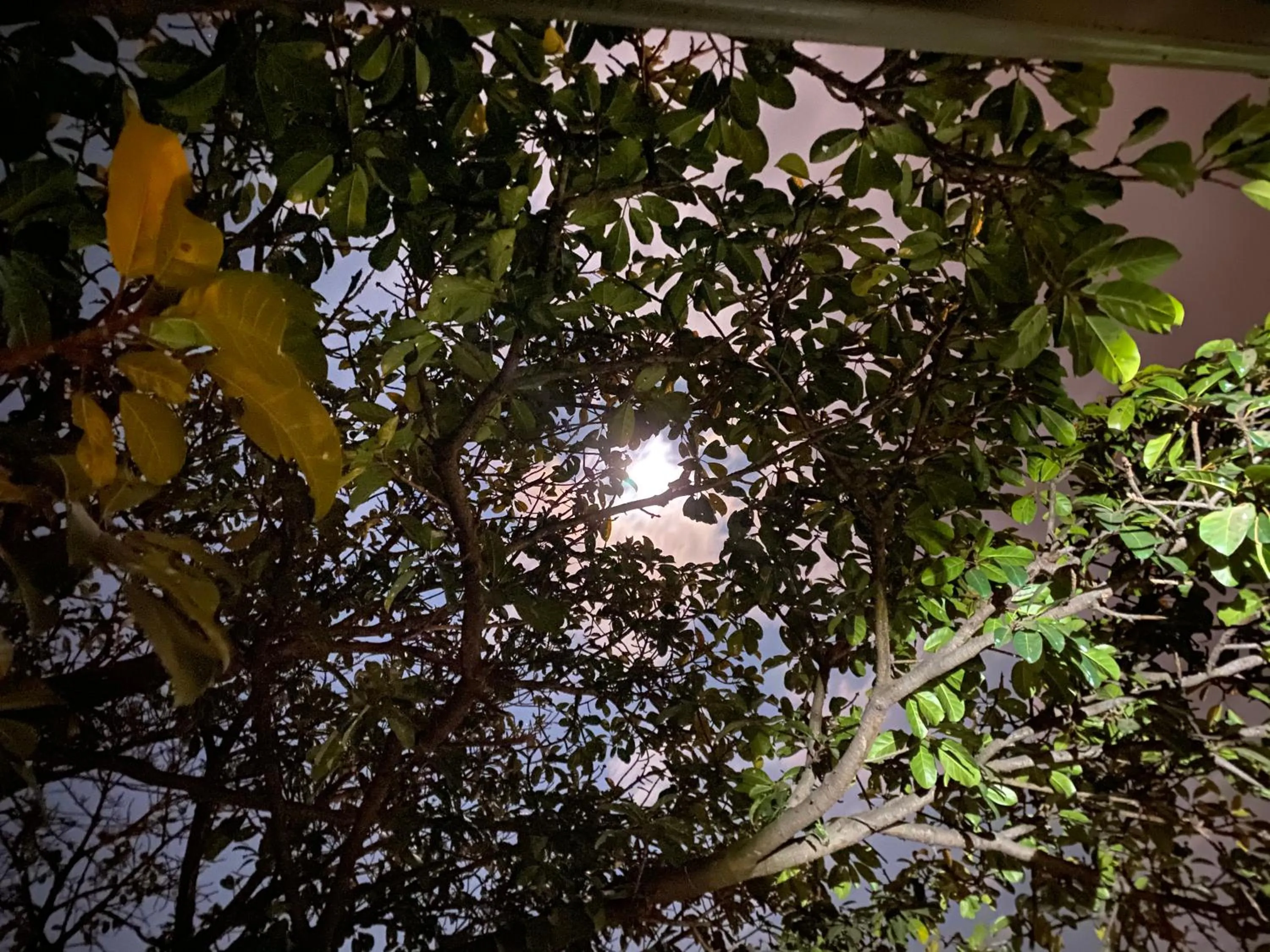 Garden in La Bella B&B Under The Fig Tree