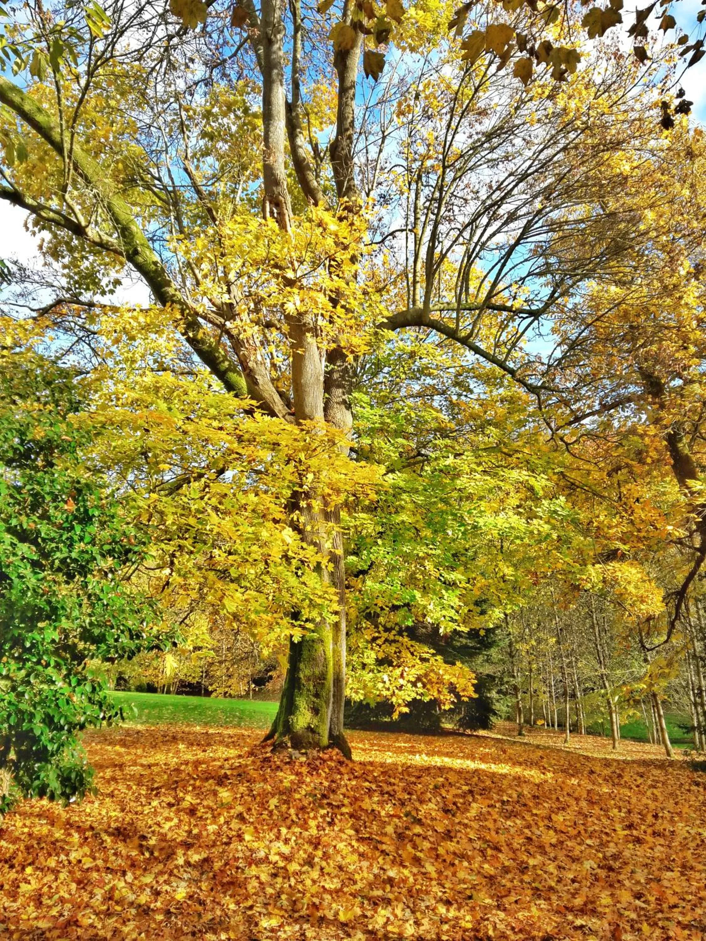 Garden view in Château de Chantore