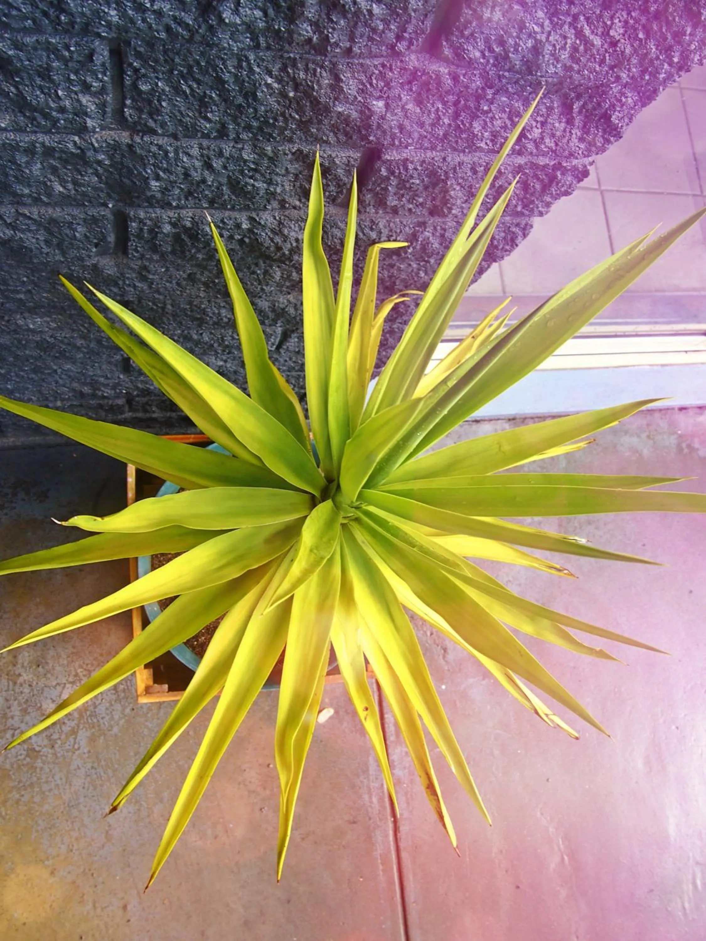 Other in Siesta Central Apartments