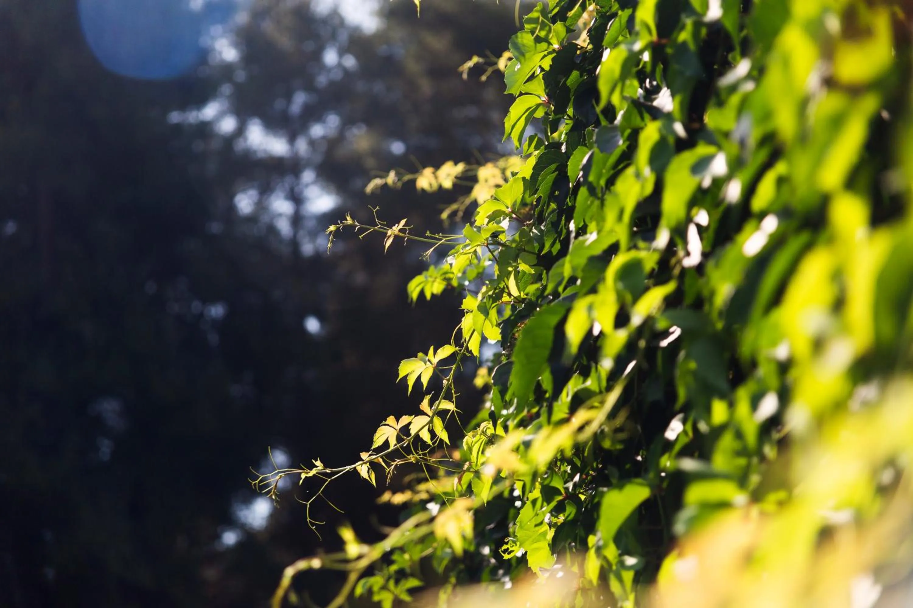 Roditsa Patritsia Apartments