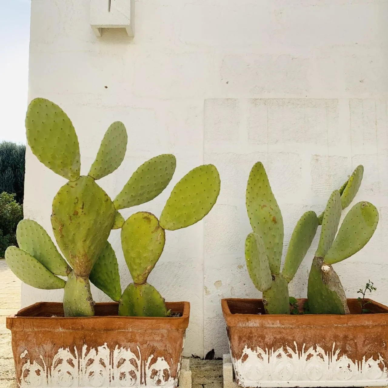 Garden in Masseria San Francesco