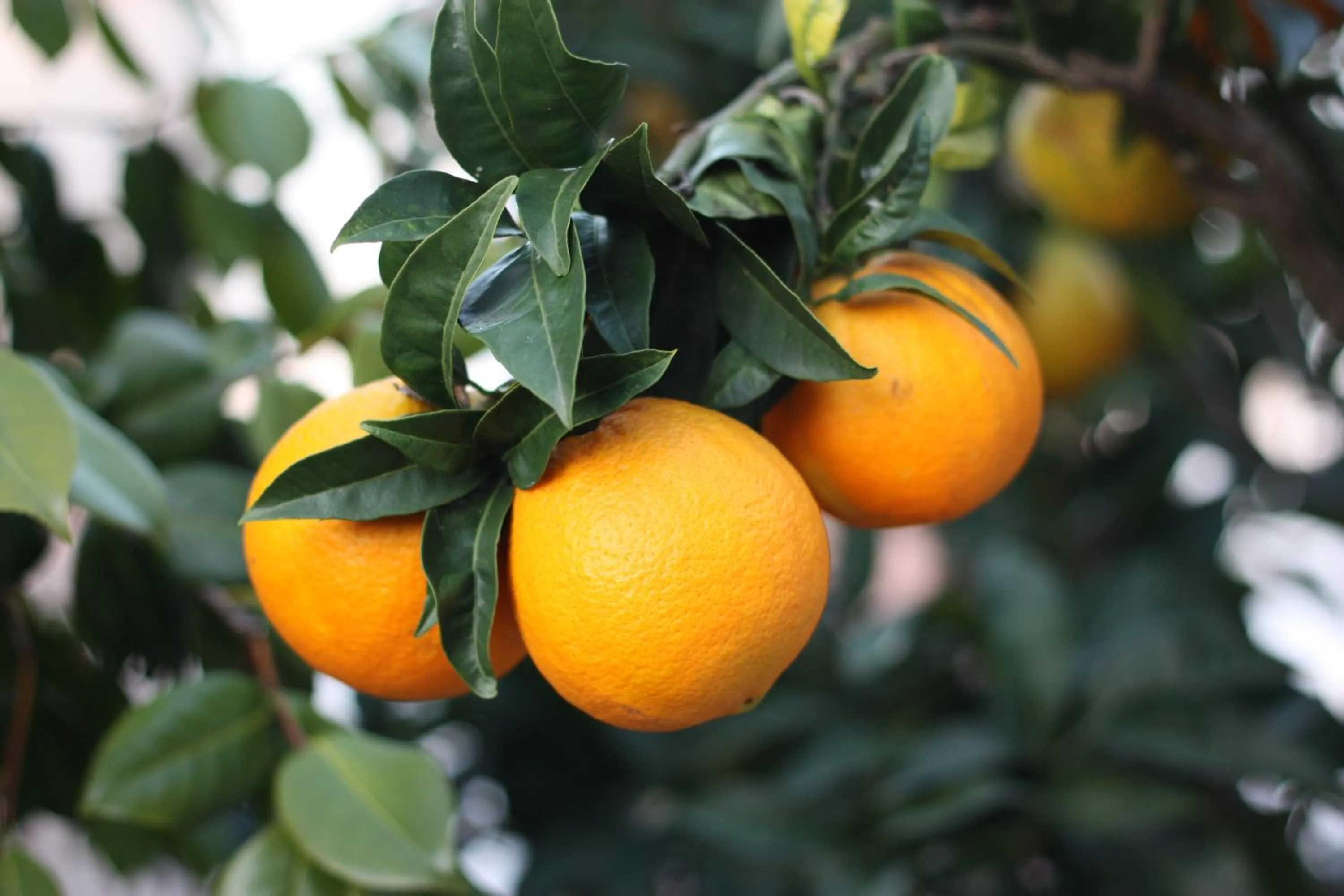 Garden in Casetta Minghitto Relaxing rooms in Capri