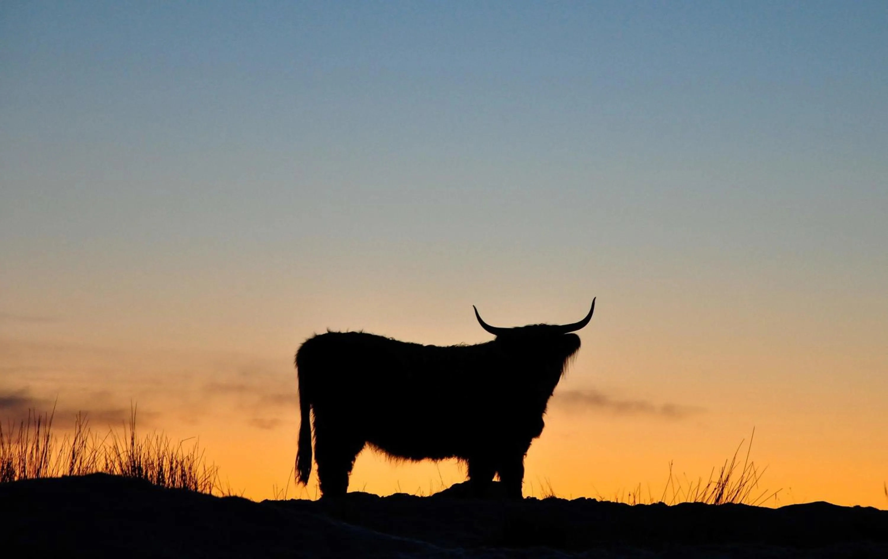 Animals in Glengorm Castle
