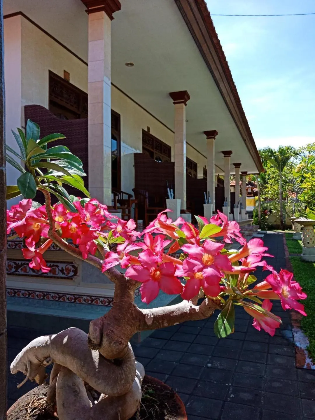 Garden view in Frangipani Homestay