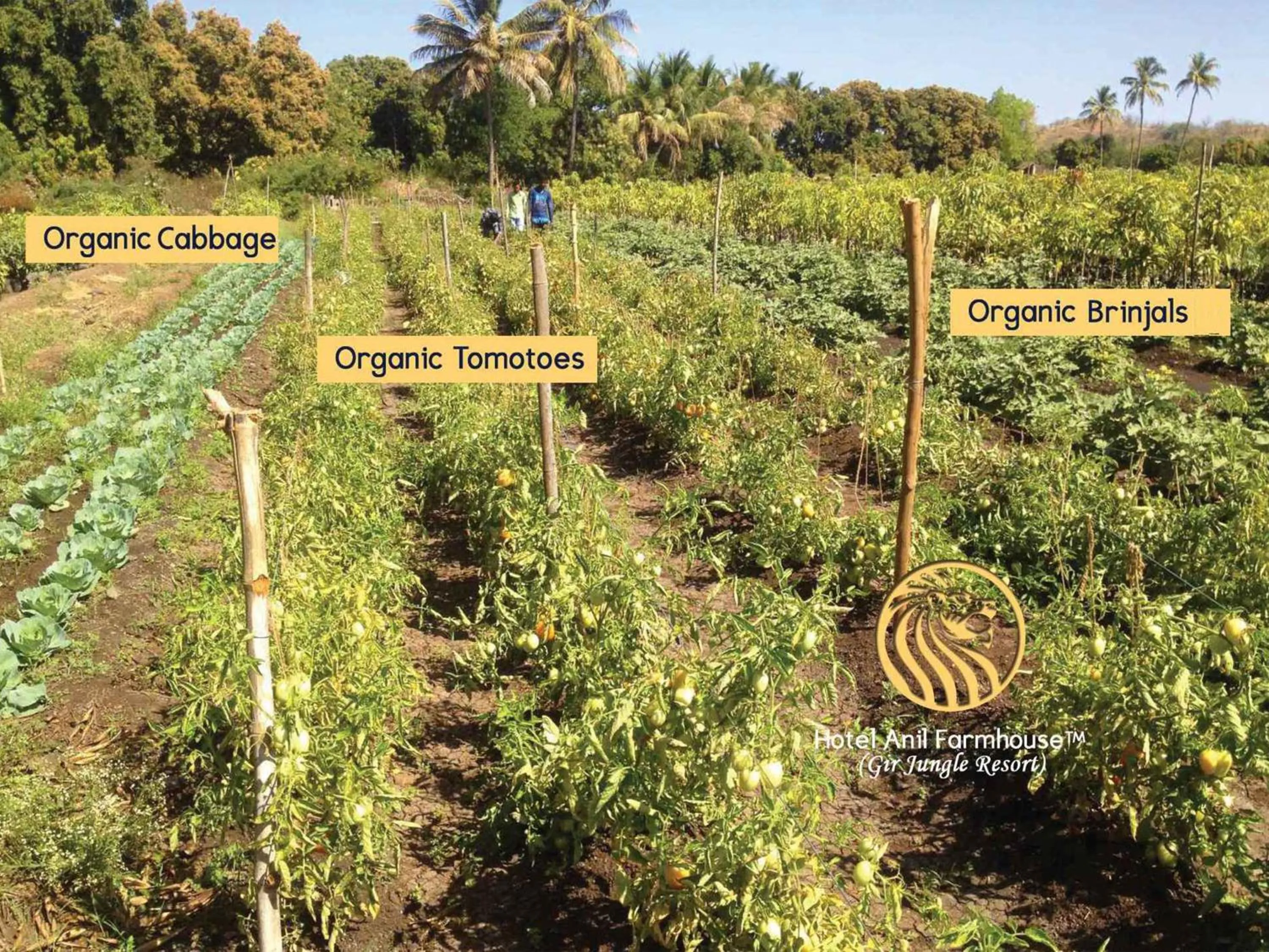 Garden in Anil Farms Gir Jungle Resort