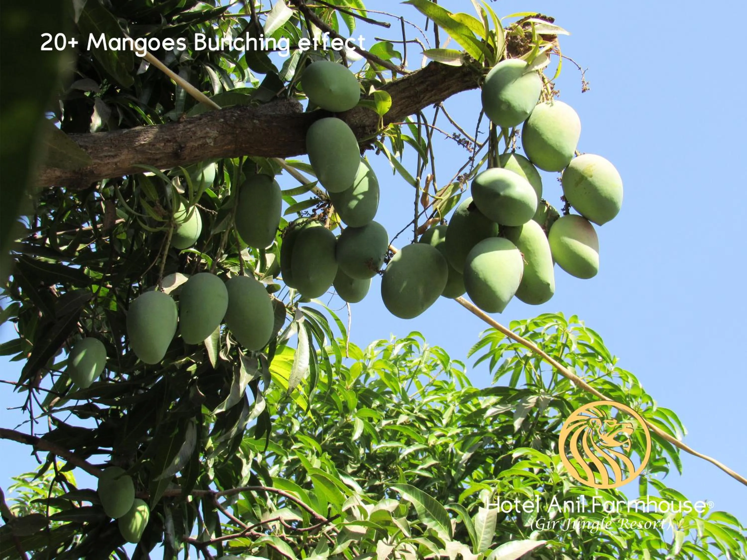 Activities in Anil Farms Gir Jungle Resort