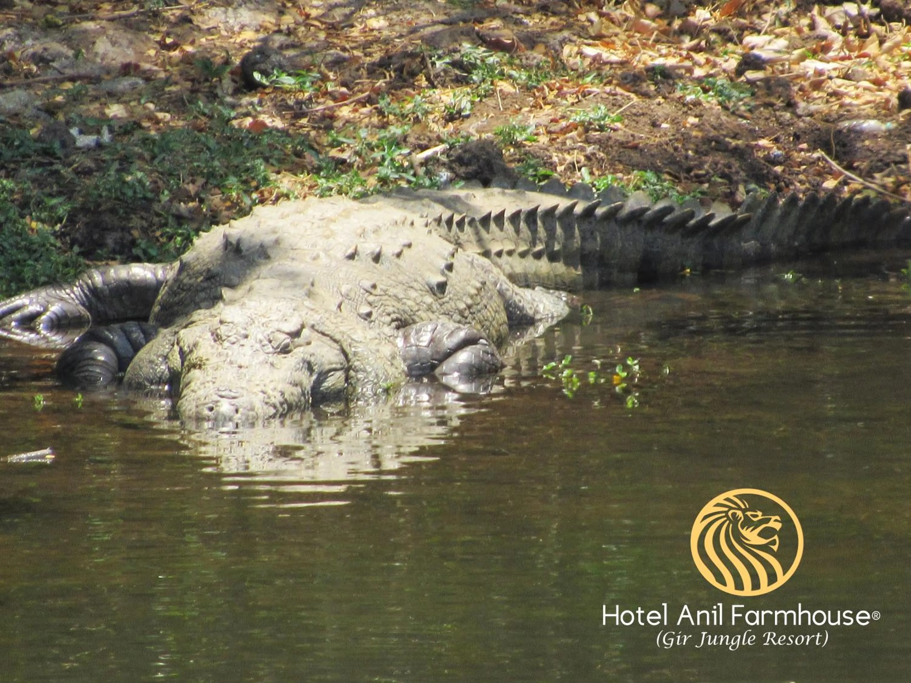 Animals in Anil Farms Gir Jungle Resort