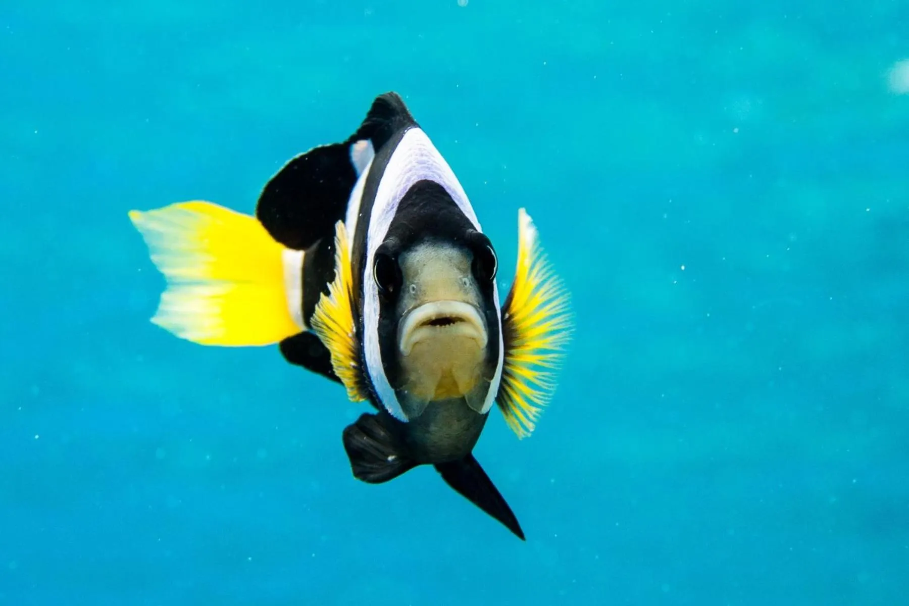 Snorkeling in Karimunjannah House