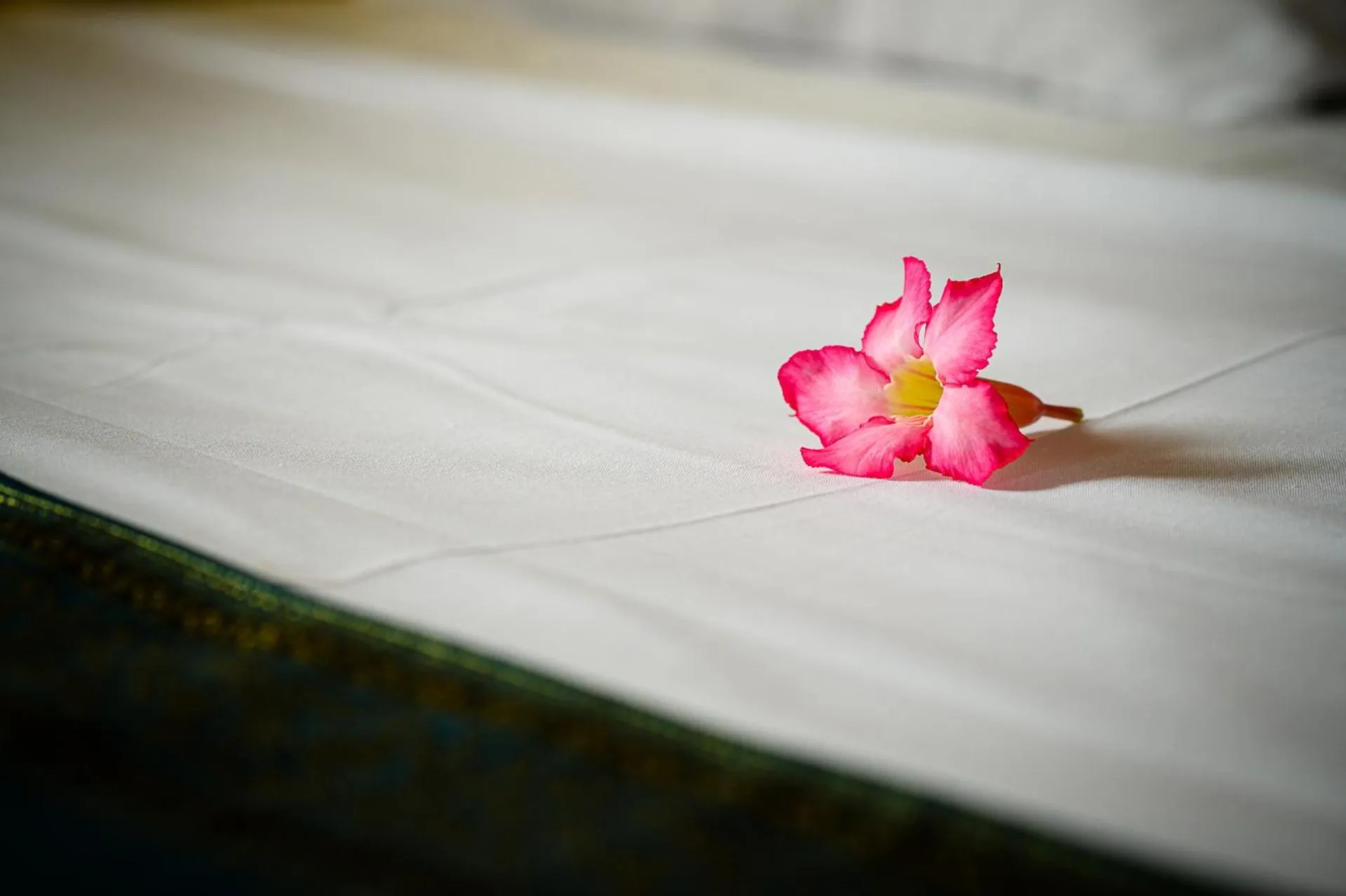 Bed in Bed and breakfast Riviere