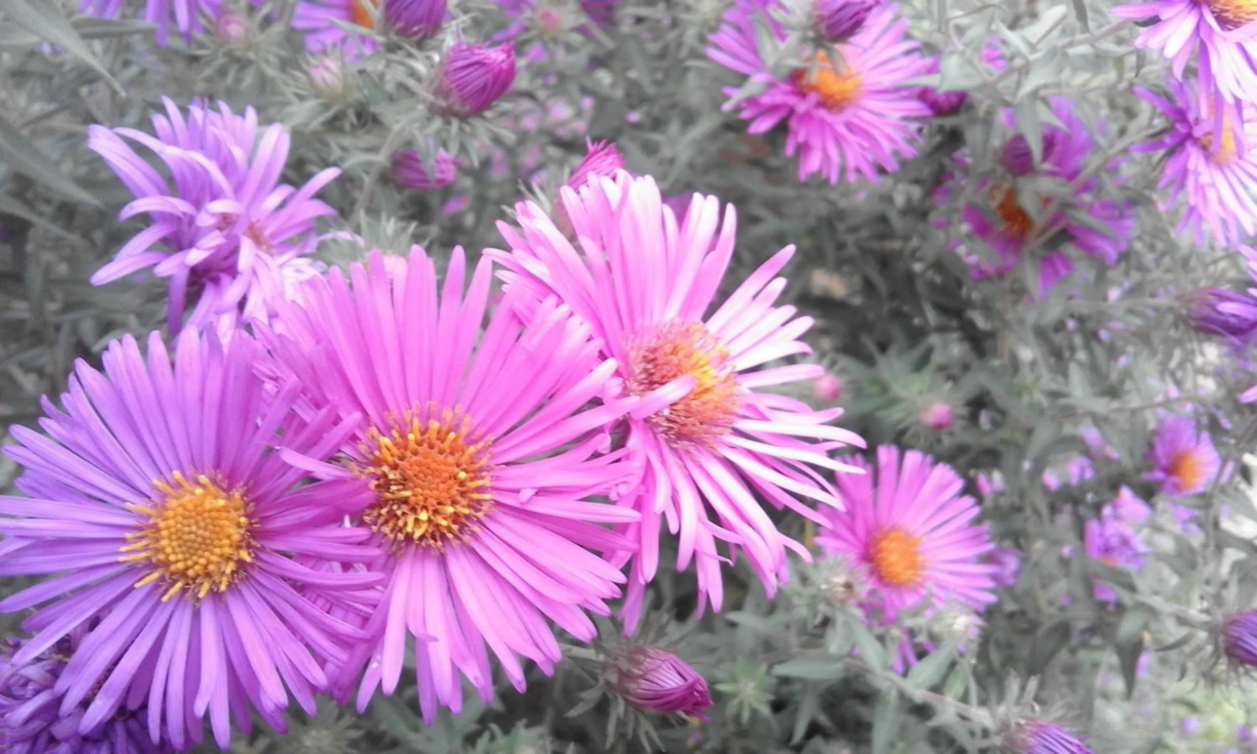 B&B Alle Ortensie Blu