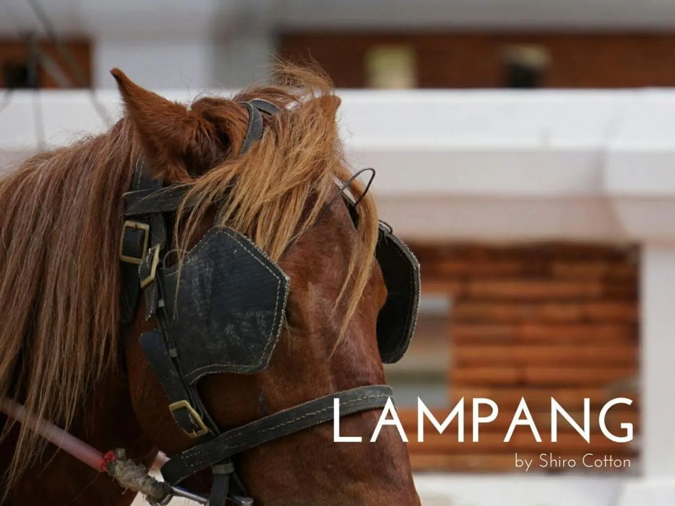 Activities in Kanecha's Home Lampang