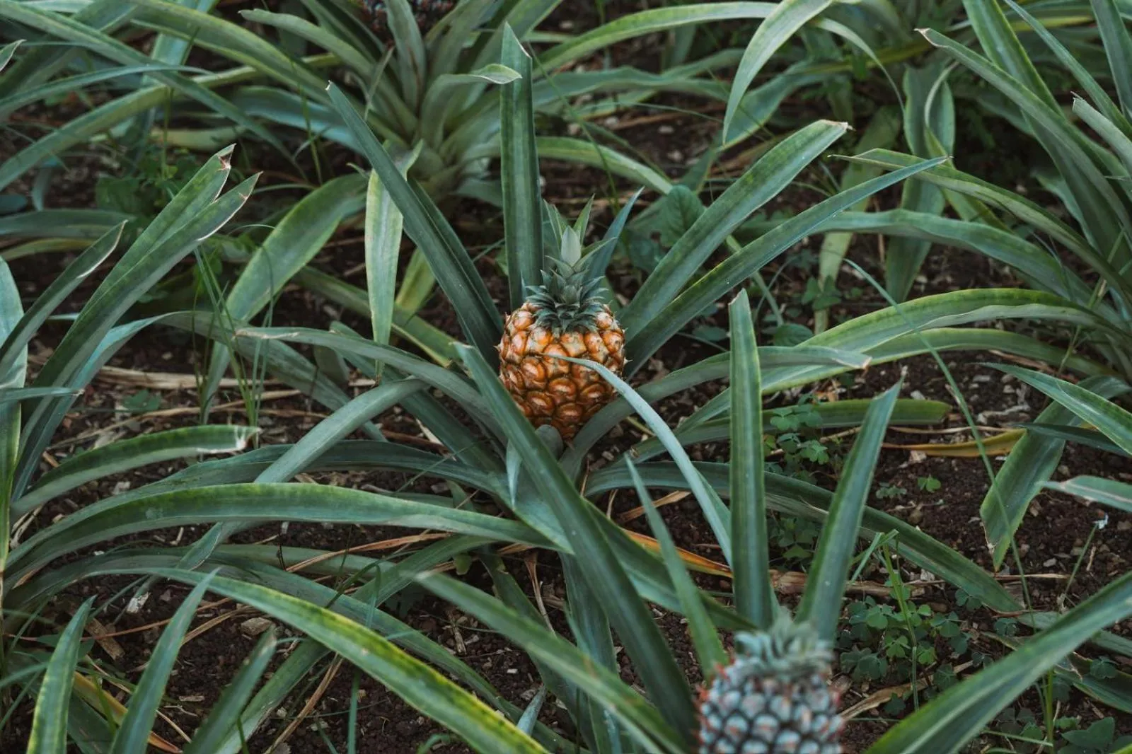 Garden in Lusitano Garden Villas