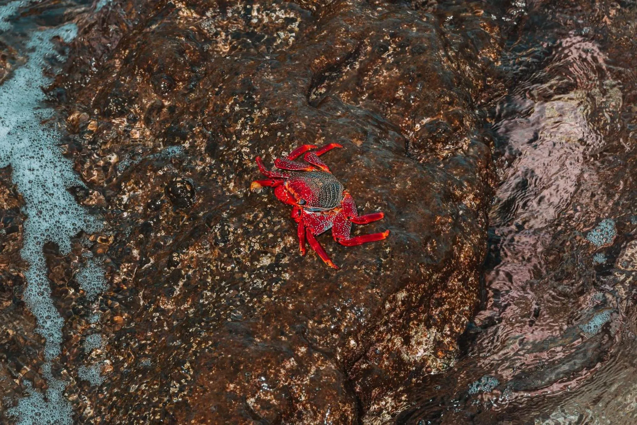 Natural landscape in Lusitano Garden Villas