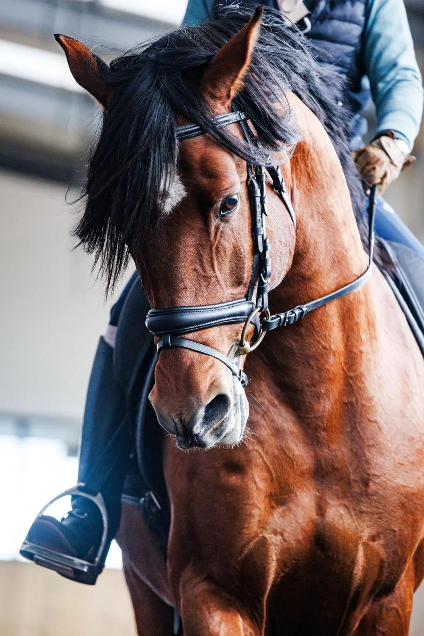 Horse-riding in Lusitano Garden Villas