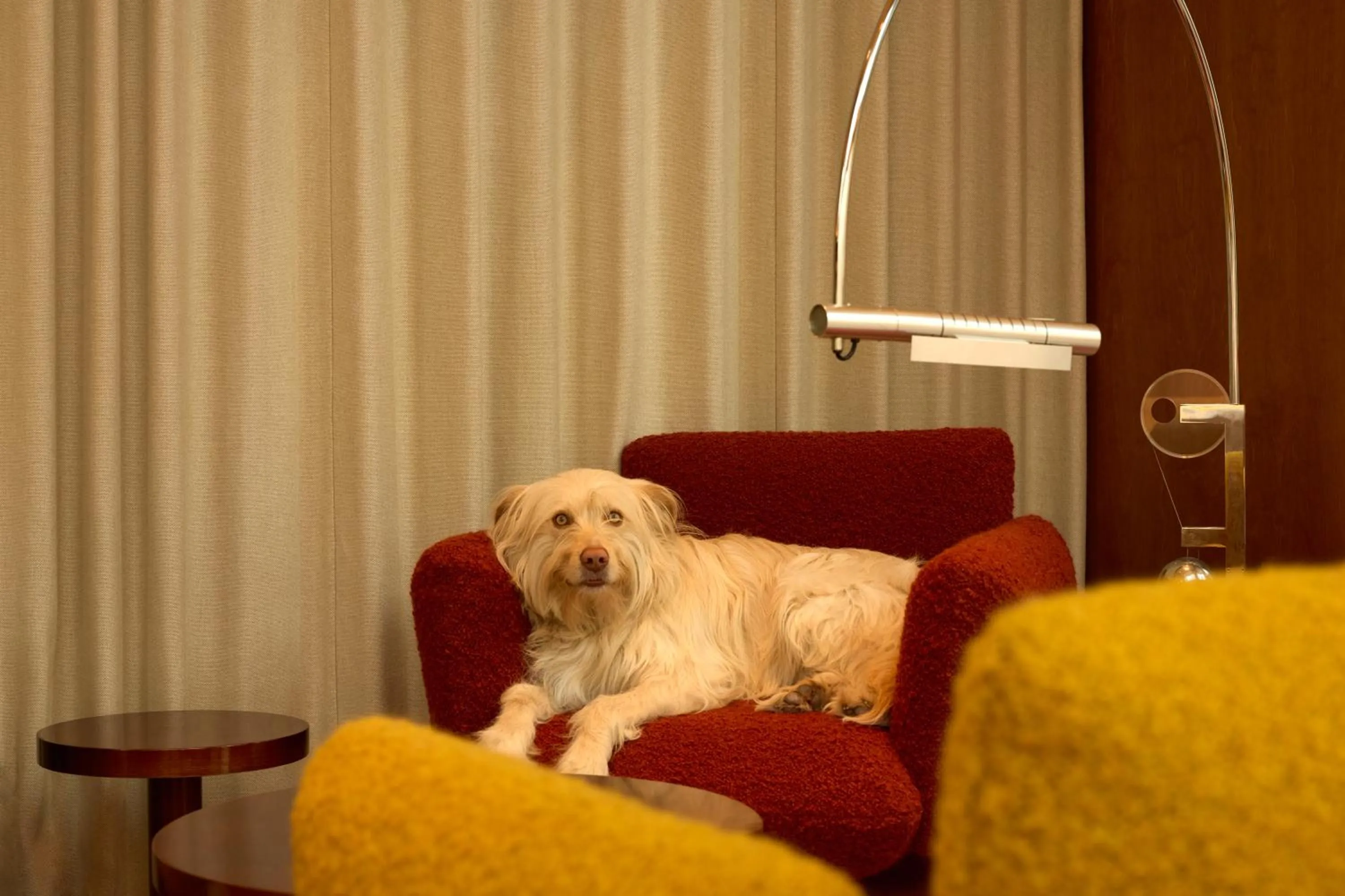 Pets in The Standard, Brussels