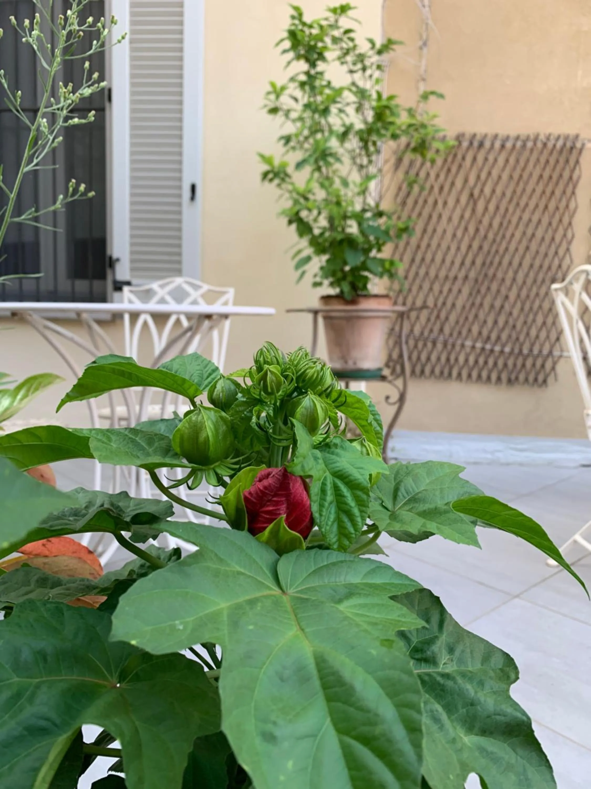 Balcony/Terrace in La Terrazza Vercelli Bed & Charme