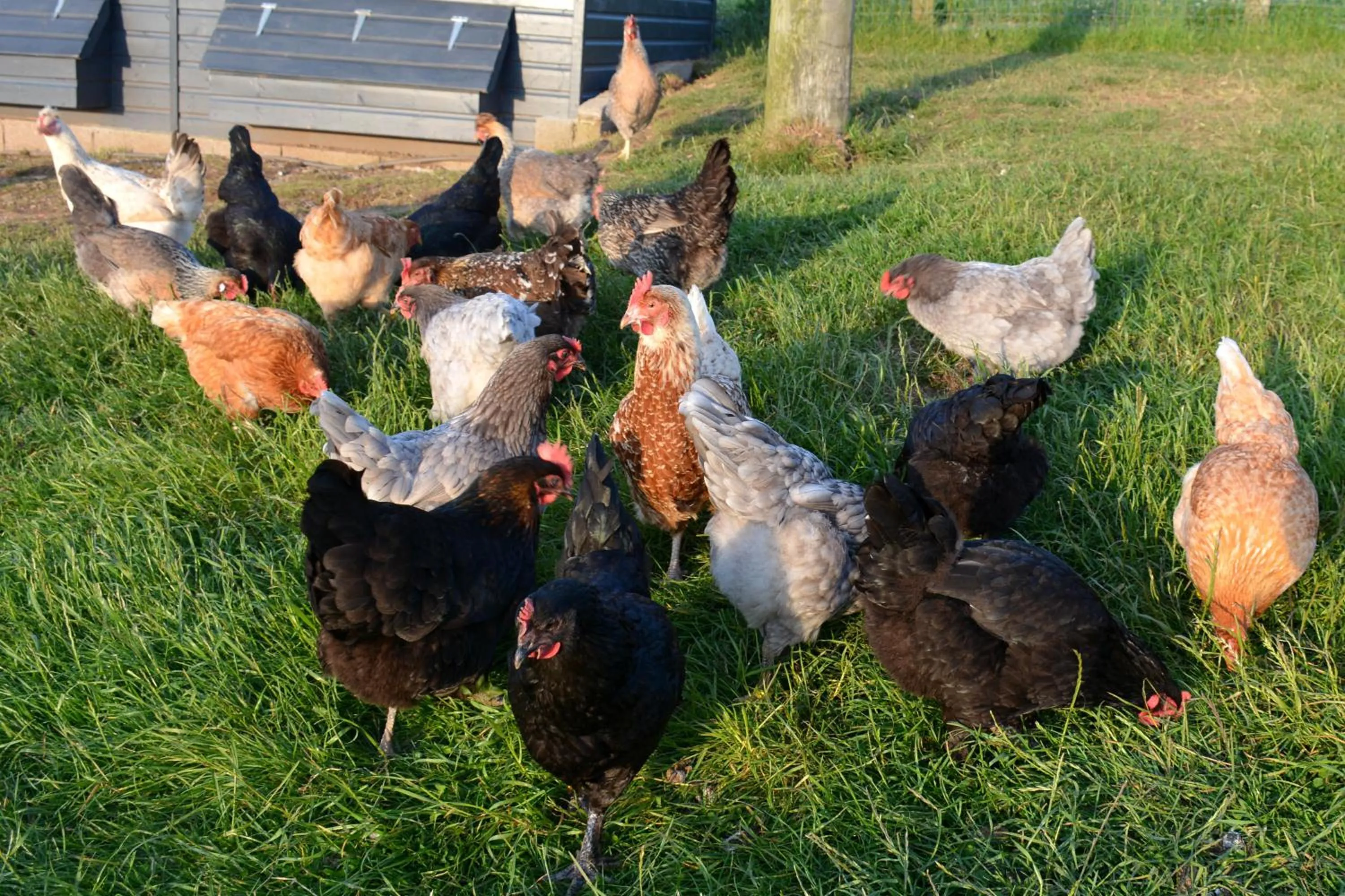 Animals in Kerswell Farmhouse