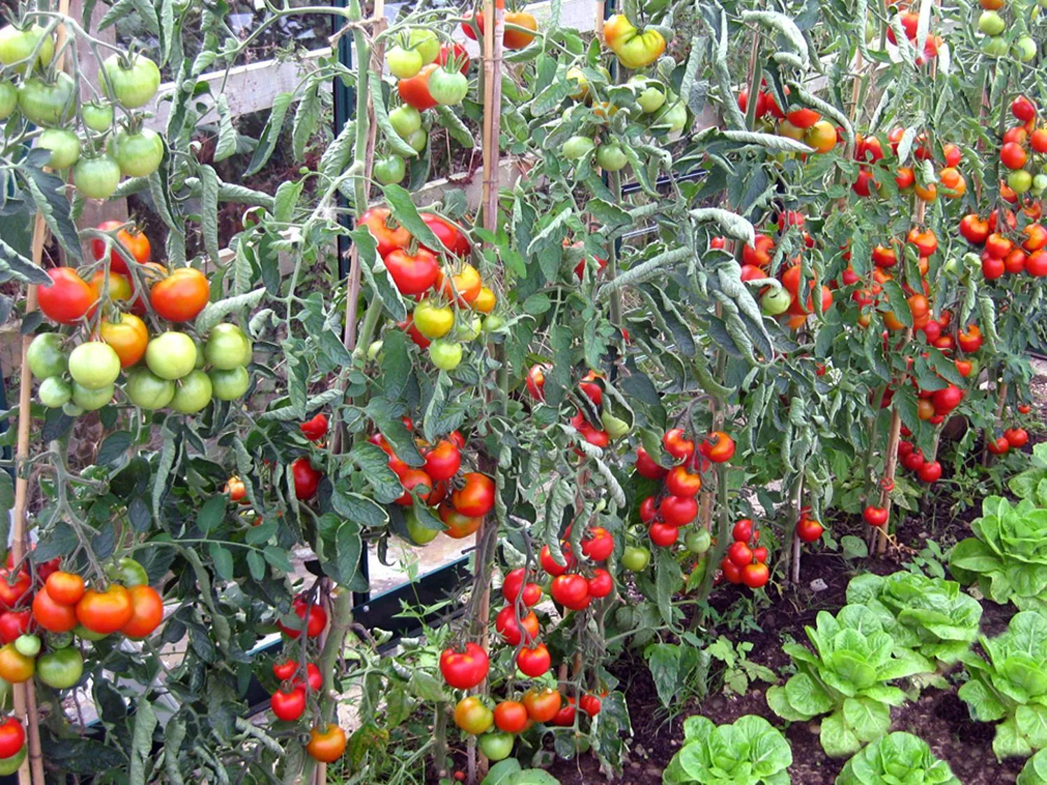 Garden in Kerswell Farmhouse
