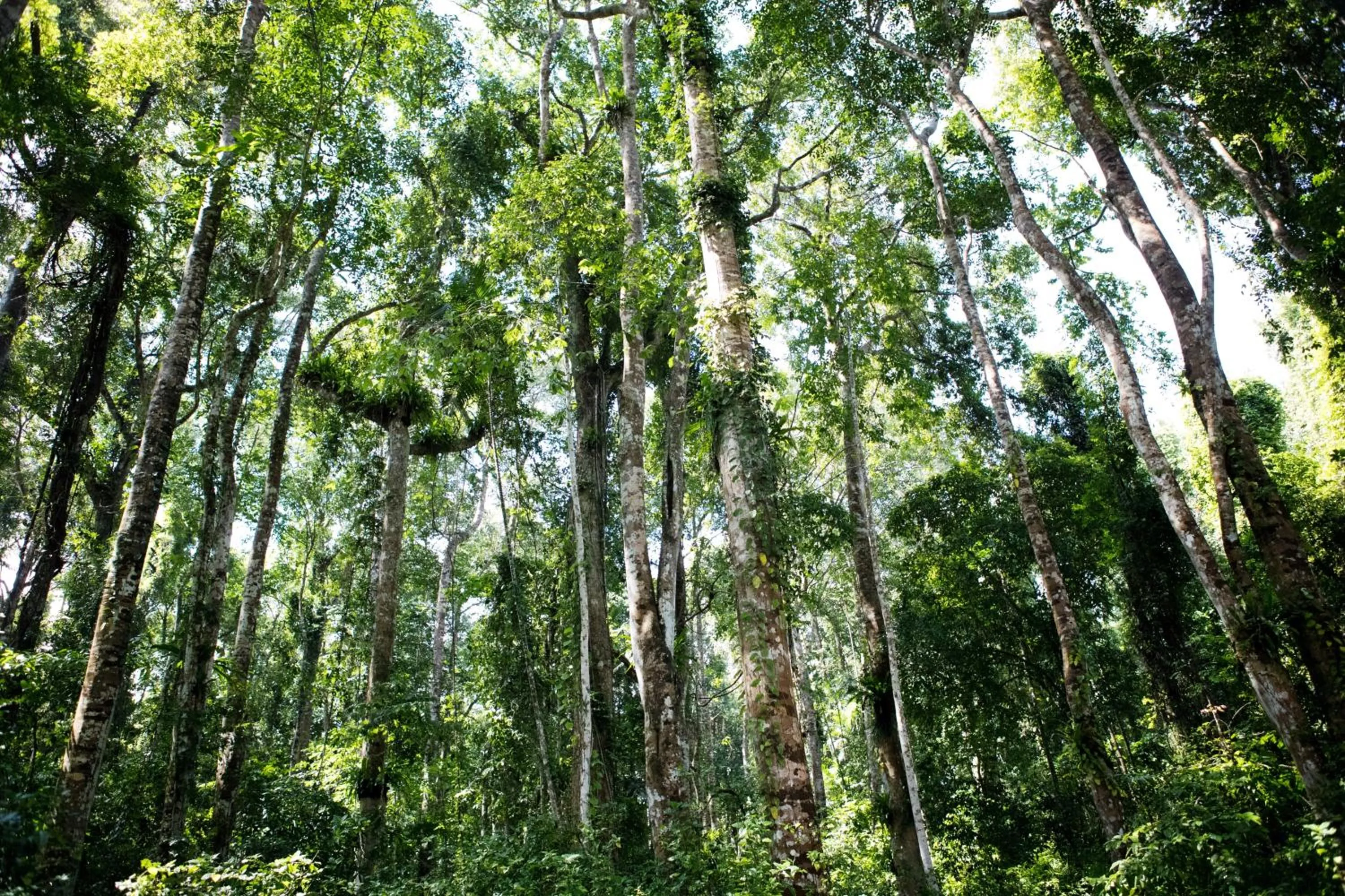 Natural landscape in The Aiyana Resort & Spa