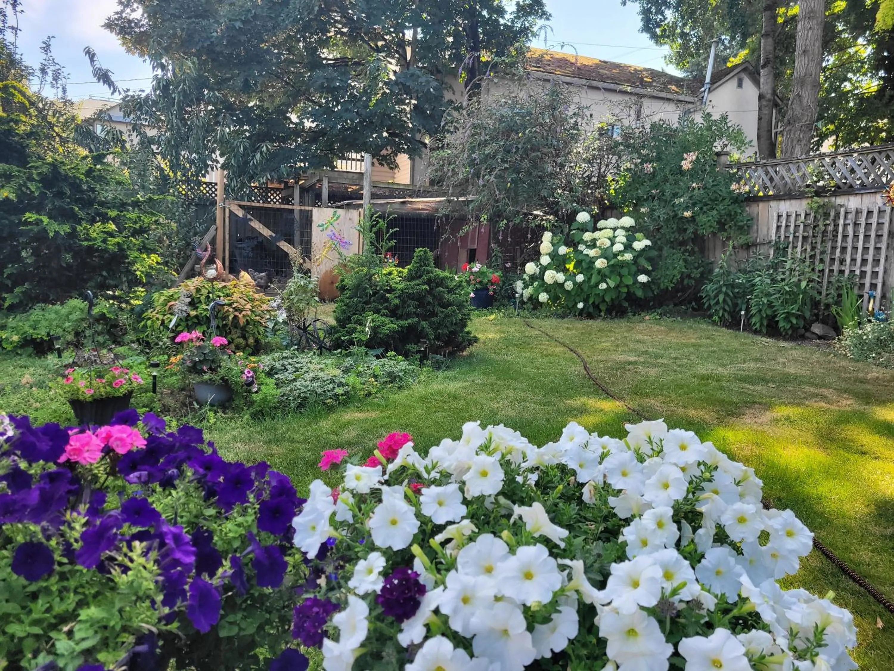 Garden in Campbell Cottage B&B