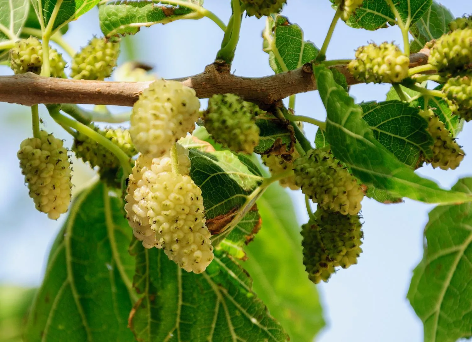 Garden in Christina Rooms